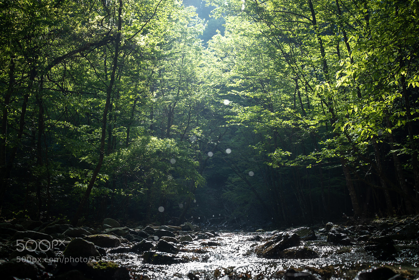 Sony a7S sample photo. Morning in the forest photography