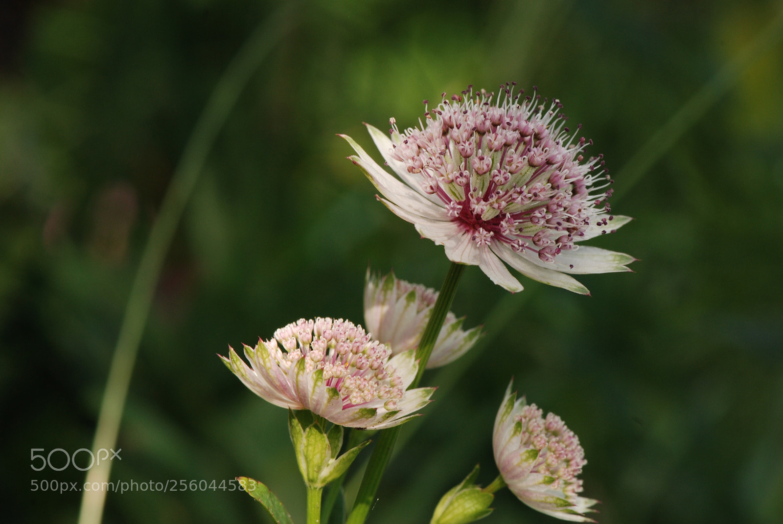 Nikon D80 sample photo. Astrance photography
