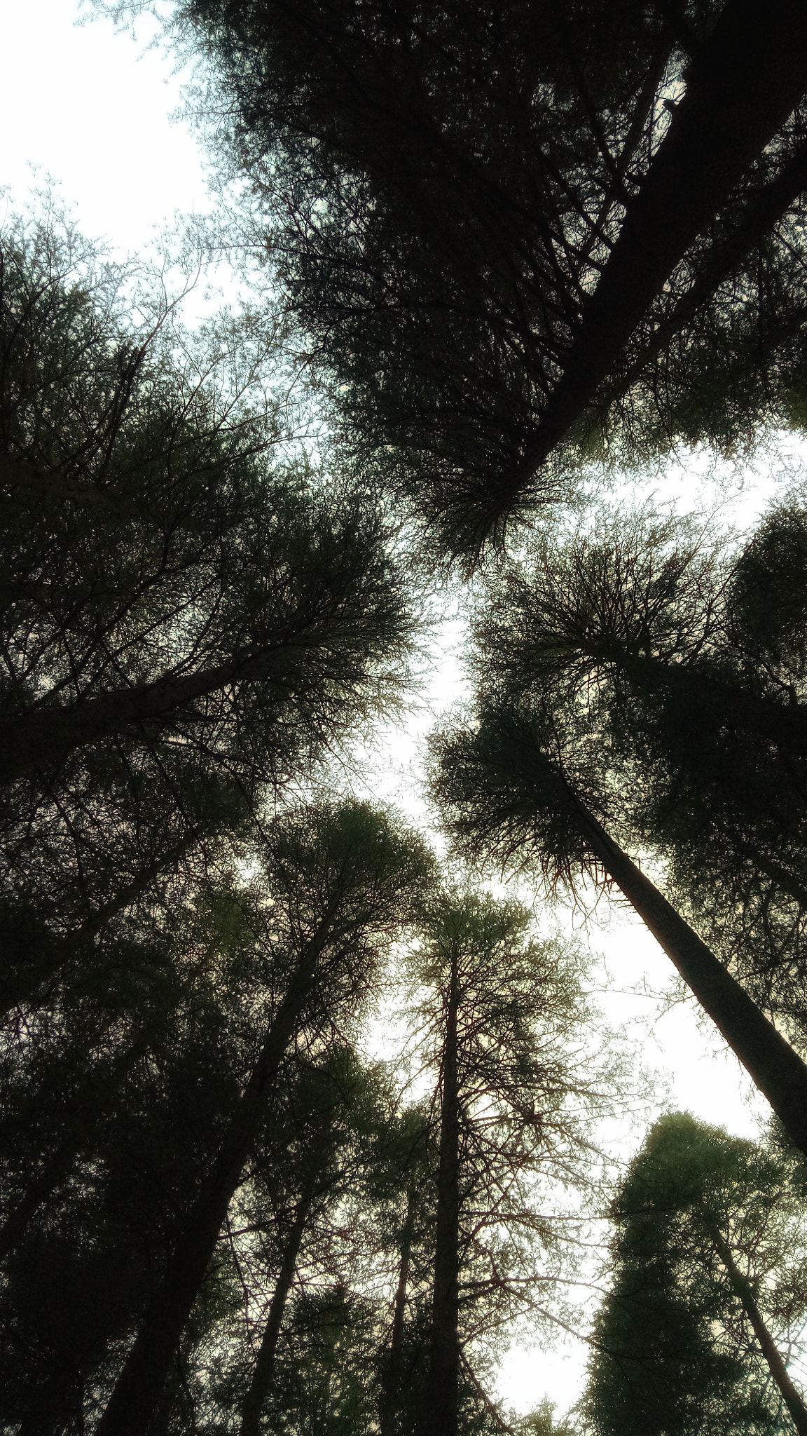 OPPO CPH1609 sample photo. Way to the sky photography