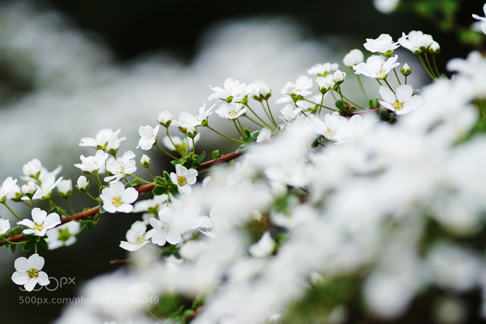 Sony ILCA-77M2 sample photo. (spiraea) photography