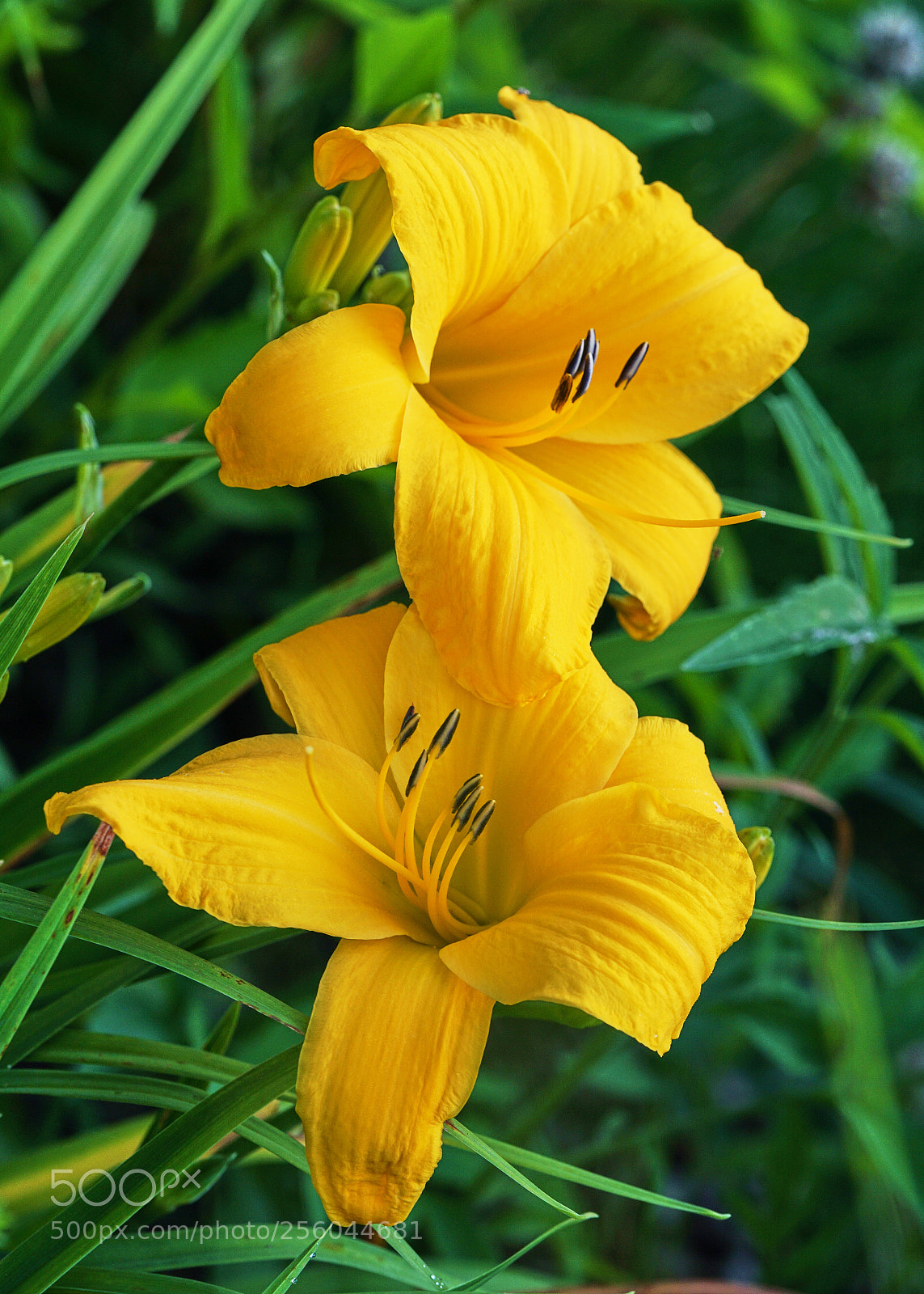 Sony a6000 sample photo. Daylilies photography