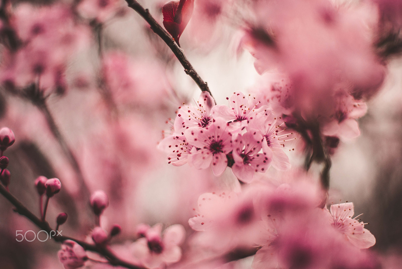 Sony Alpha DSLR-A330 sample photo. This season photography