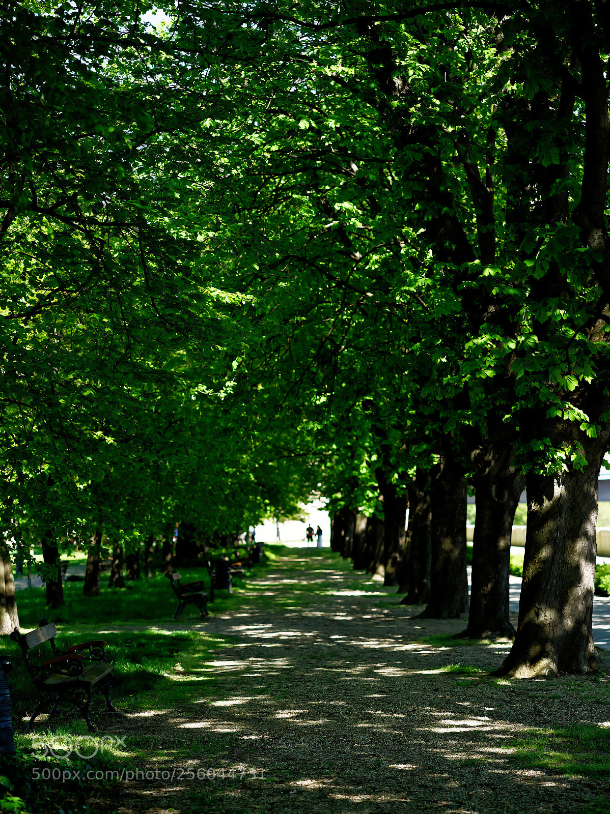 Sony a7 II sample photo. Conker tree walkway photography