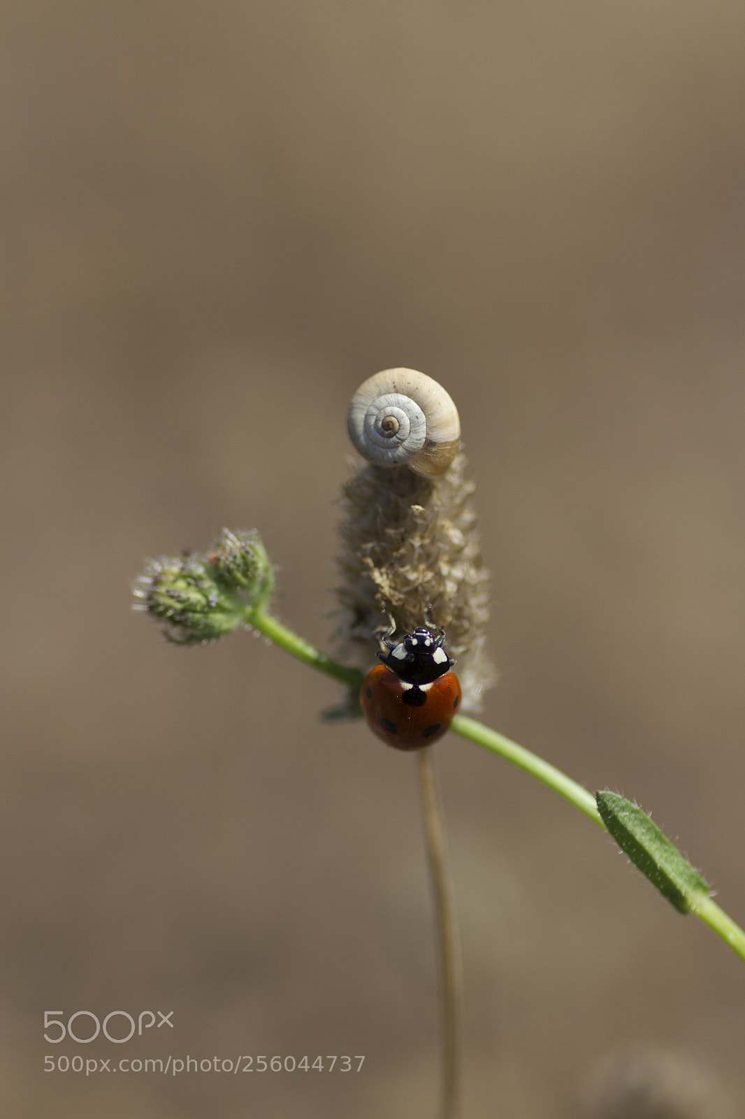 Canon EOS 600D (Rebel EOS T3i / EOS Kiss X5) sample photo. Img photography