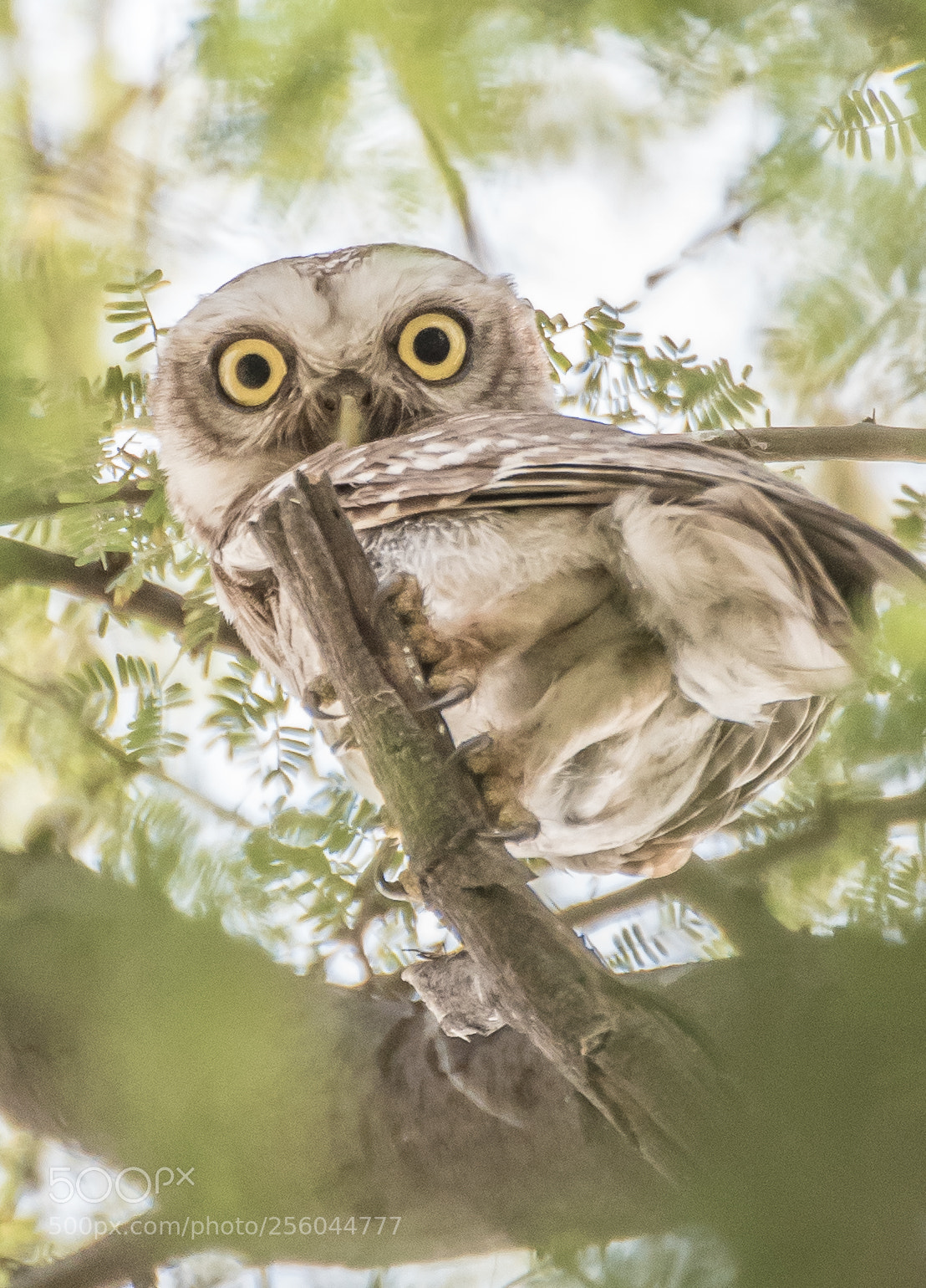 Nikon D750 sample photo. Spotted owlet photography