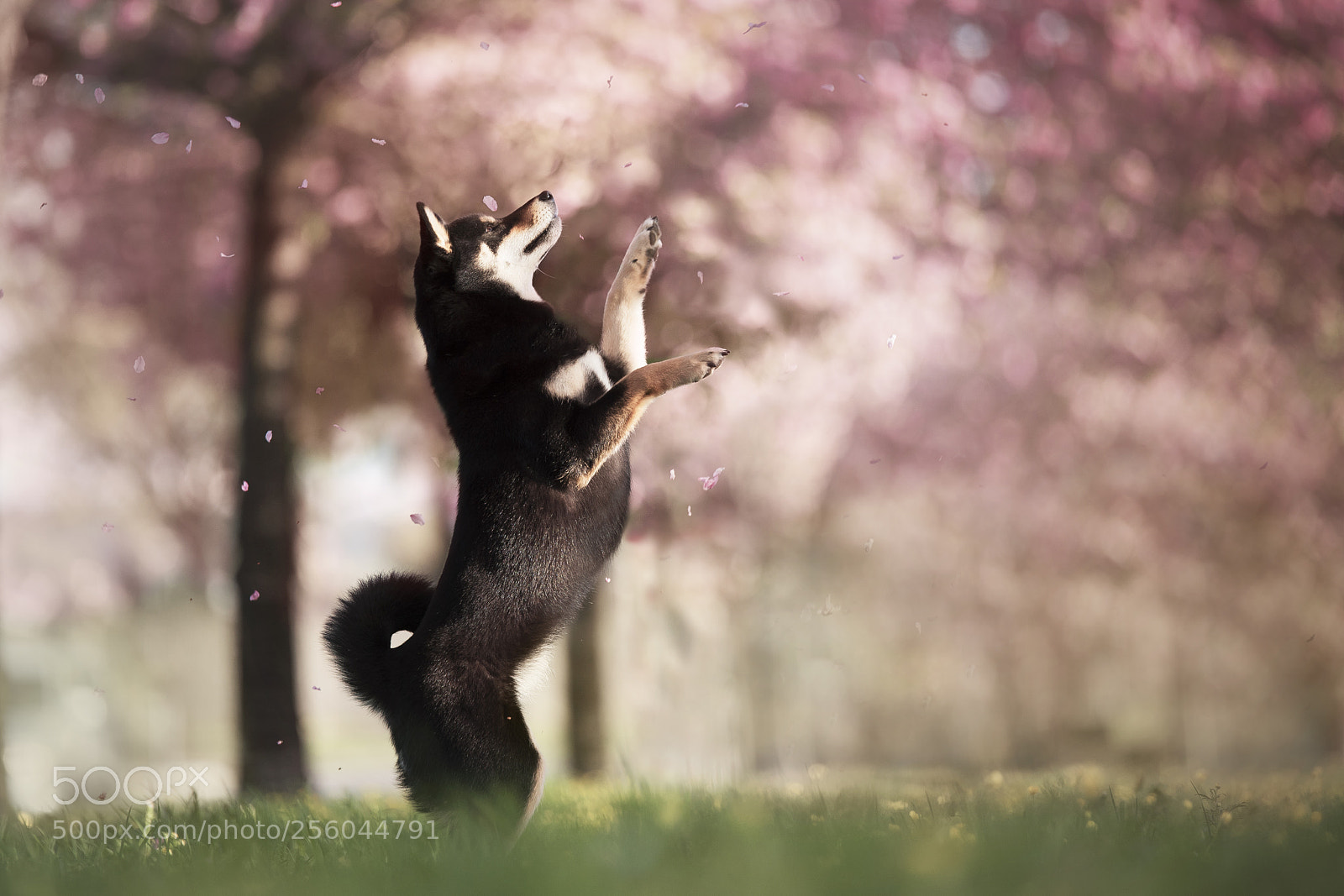 Nikon D750 sample photo. Ginka catching cherry blossoms <3 photography