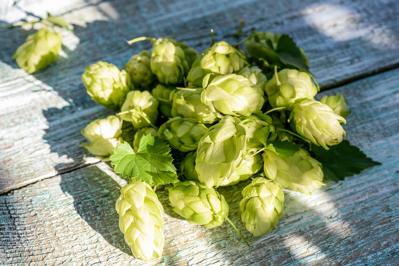 Nikon D610 sample photo. Hops on a wooden photography