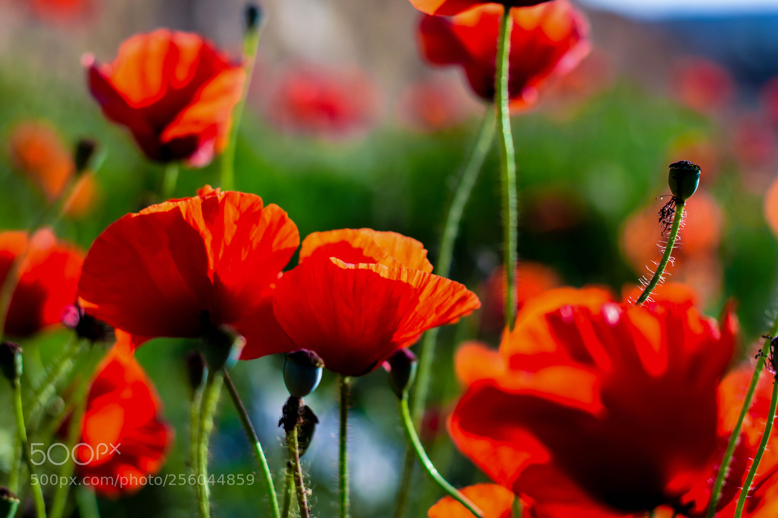 Nikon D3300 sample photo. The spring - red photography