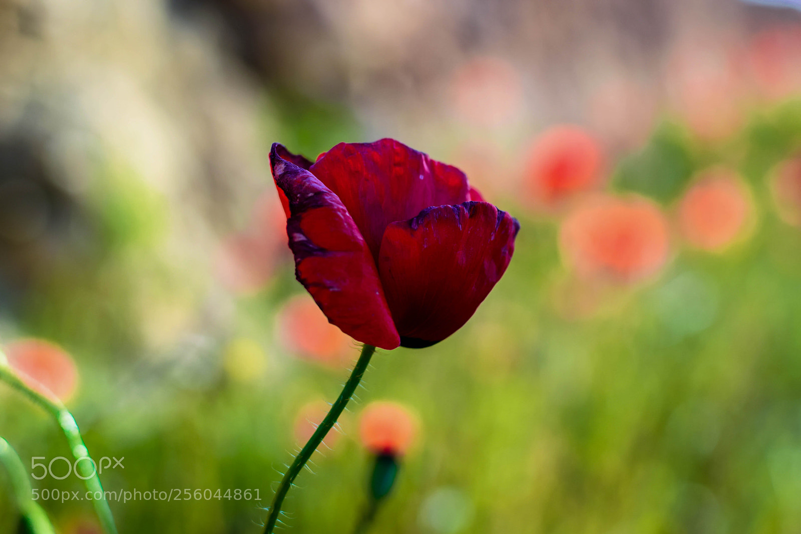 Nikon D3300 sample photo. The spring - red photography