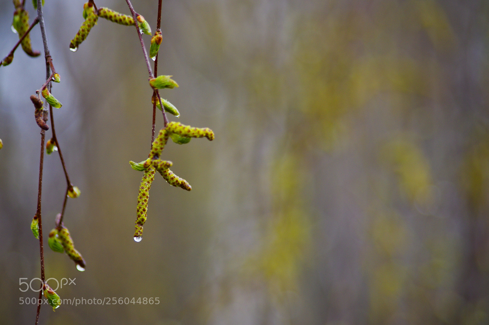 Pentax K-3 sample photo. The first day in photography