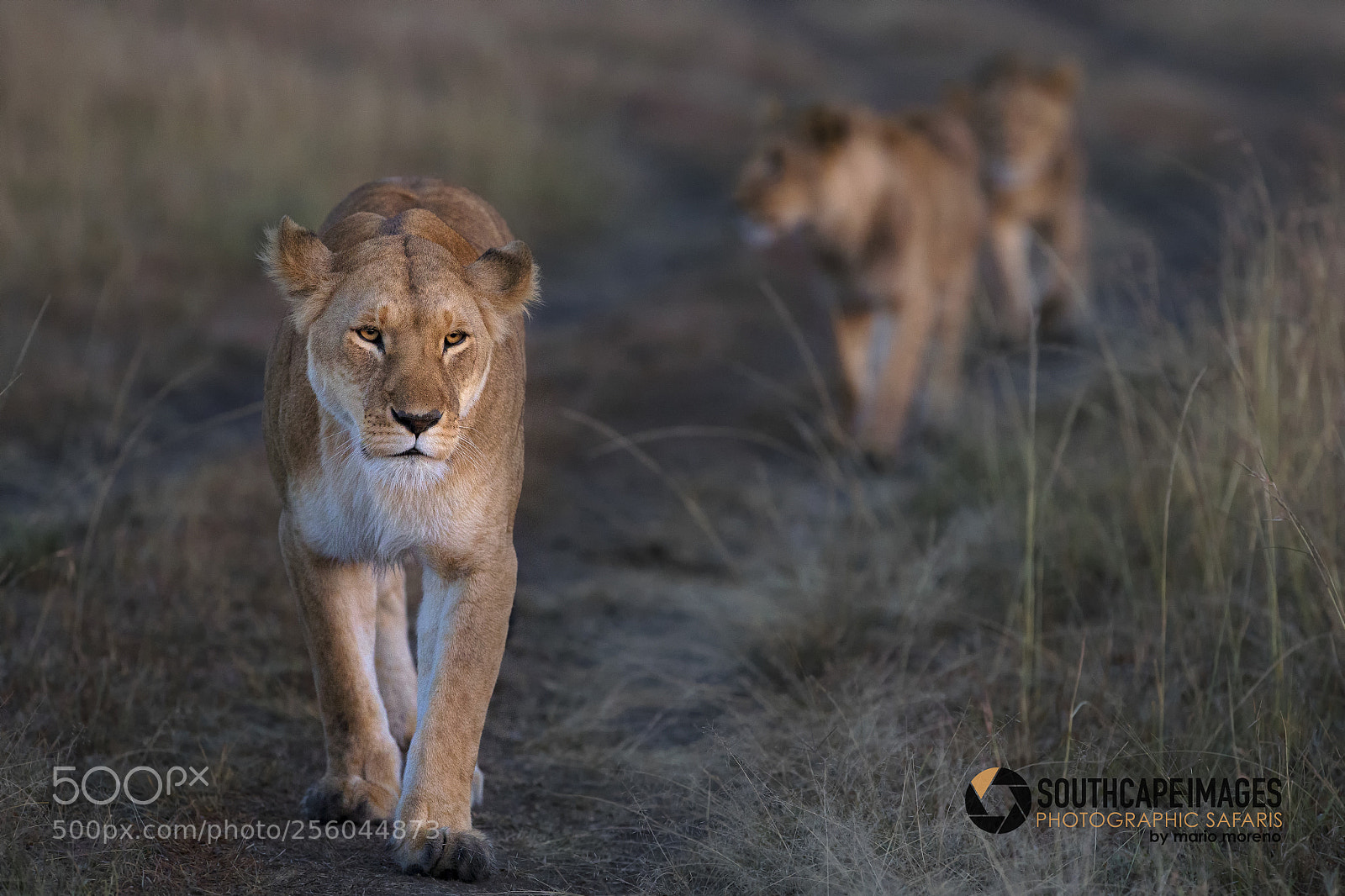 Canon EOS-1D X sample photo. Morning cat walk photography