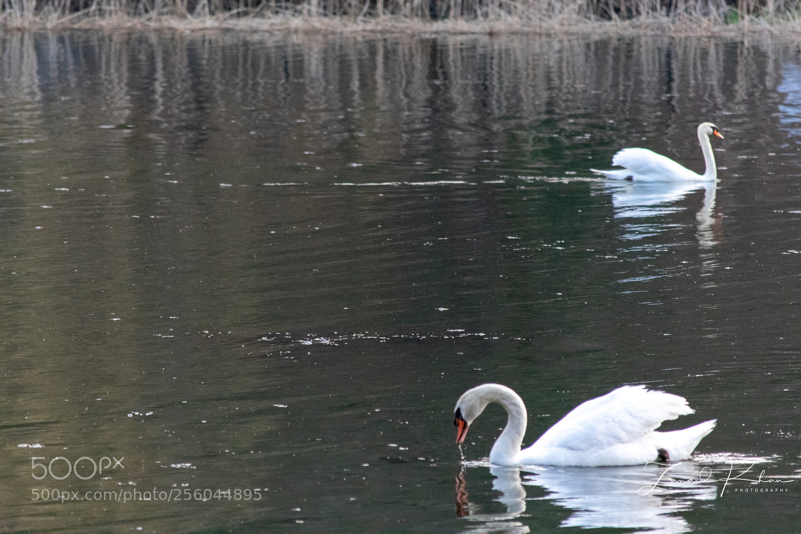 Nikon D3400 sample photo. Swans photography