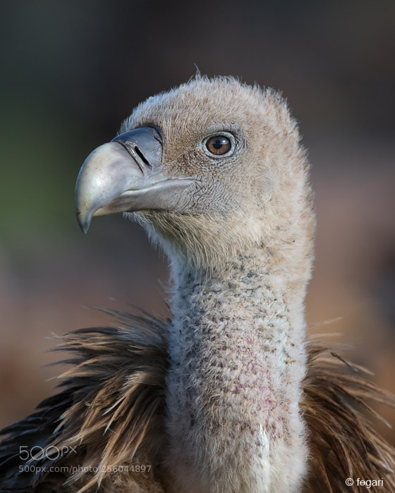 Canon EOS 5DS R sample photo. Griffon vulture photography
