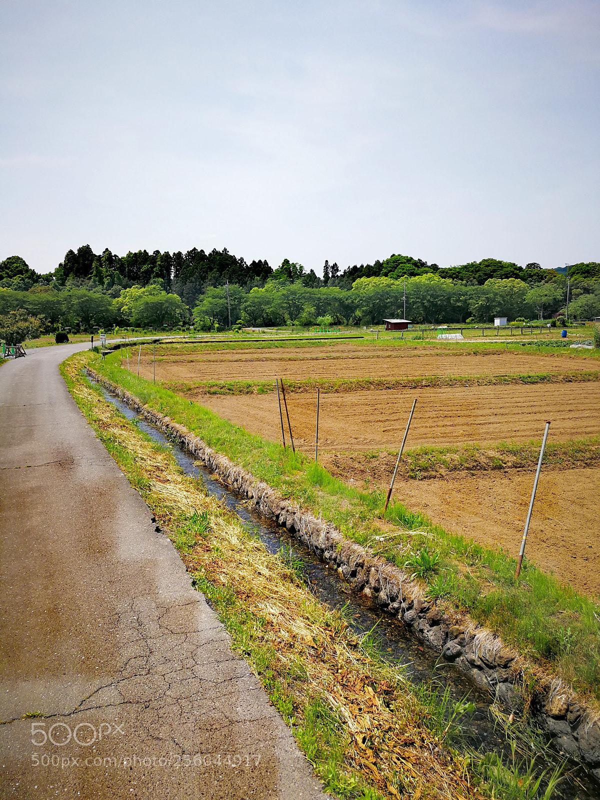 HUAWEI Mate 9 sample photo. 巾着田 photography