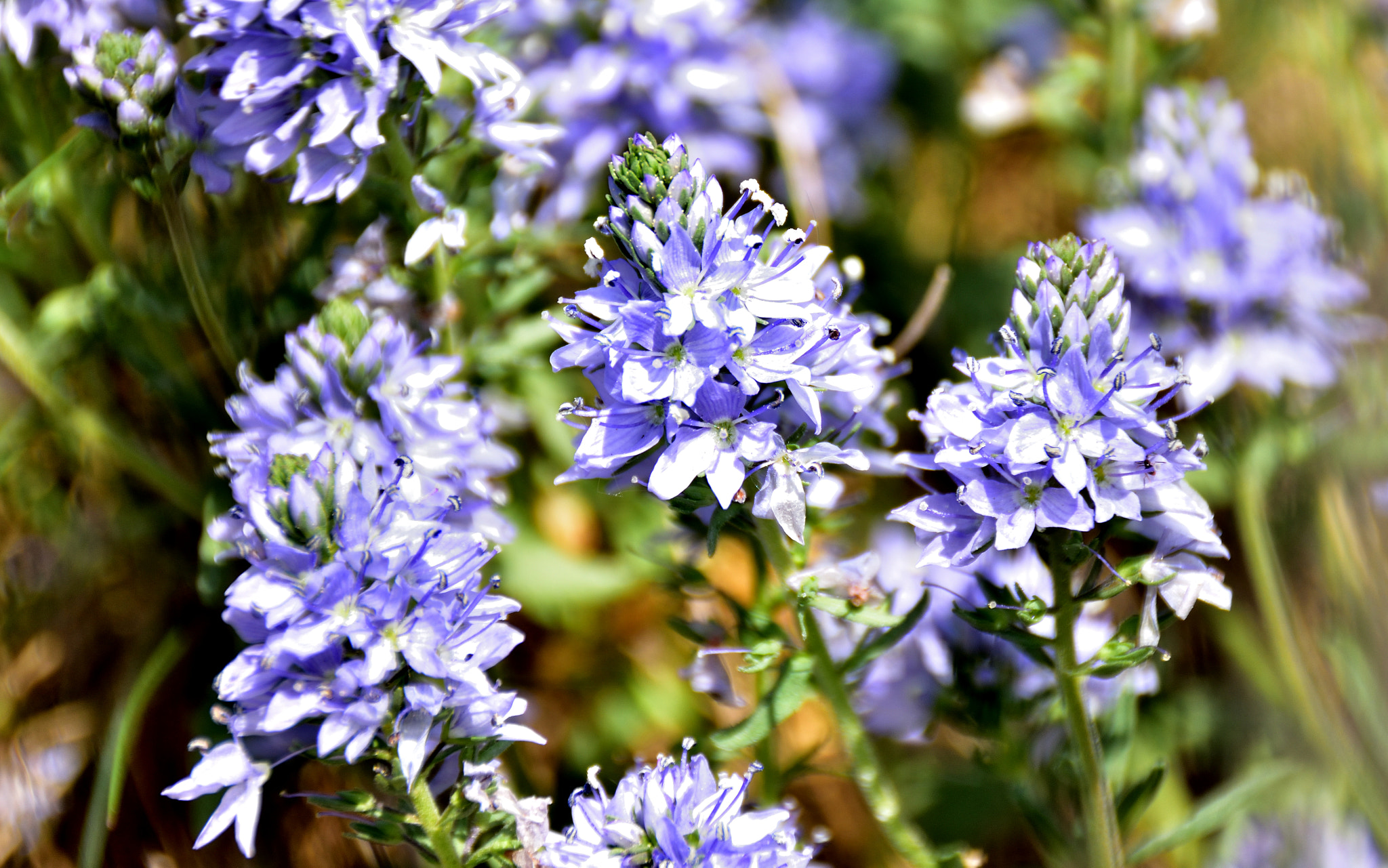 Sigma 18-250mm F3.5-6.3 DC Macro OS HSM sample photo. Speedwell photography