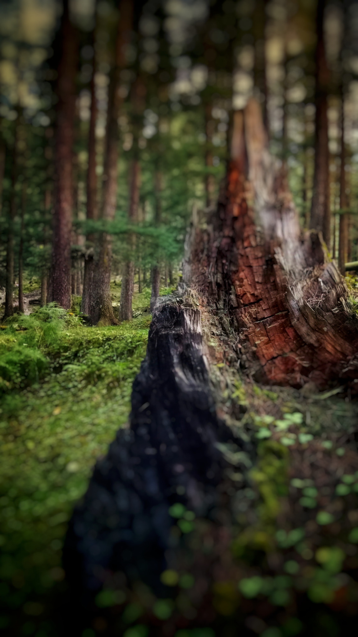 OPPO CPH1609 sample photo. Broken trunk photography