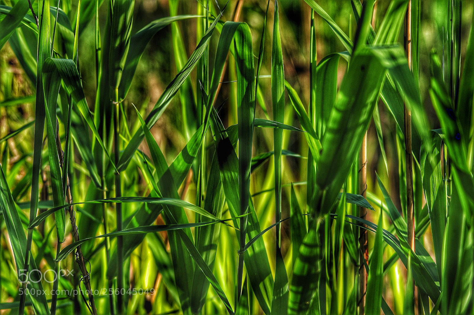Pentax K-3 sample photo. !?!?!?!... photography