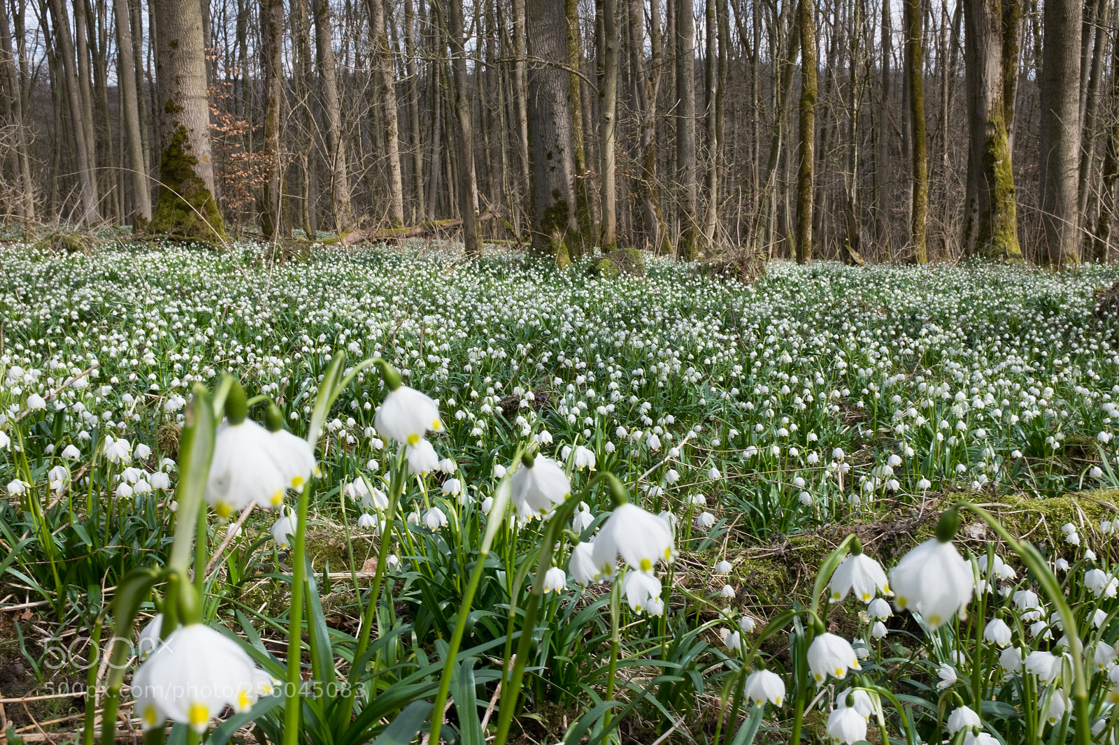 Fujifilm X100T sample photo. Maerzenbecher photography