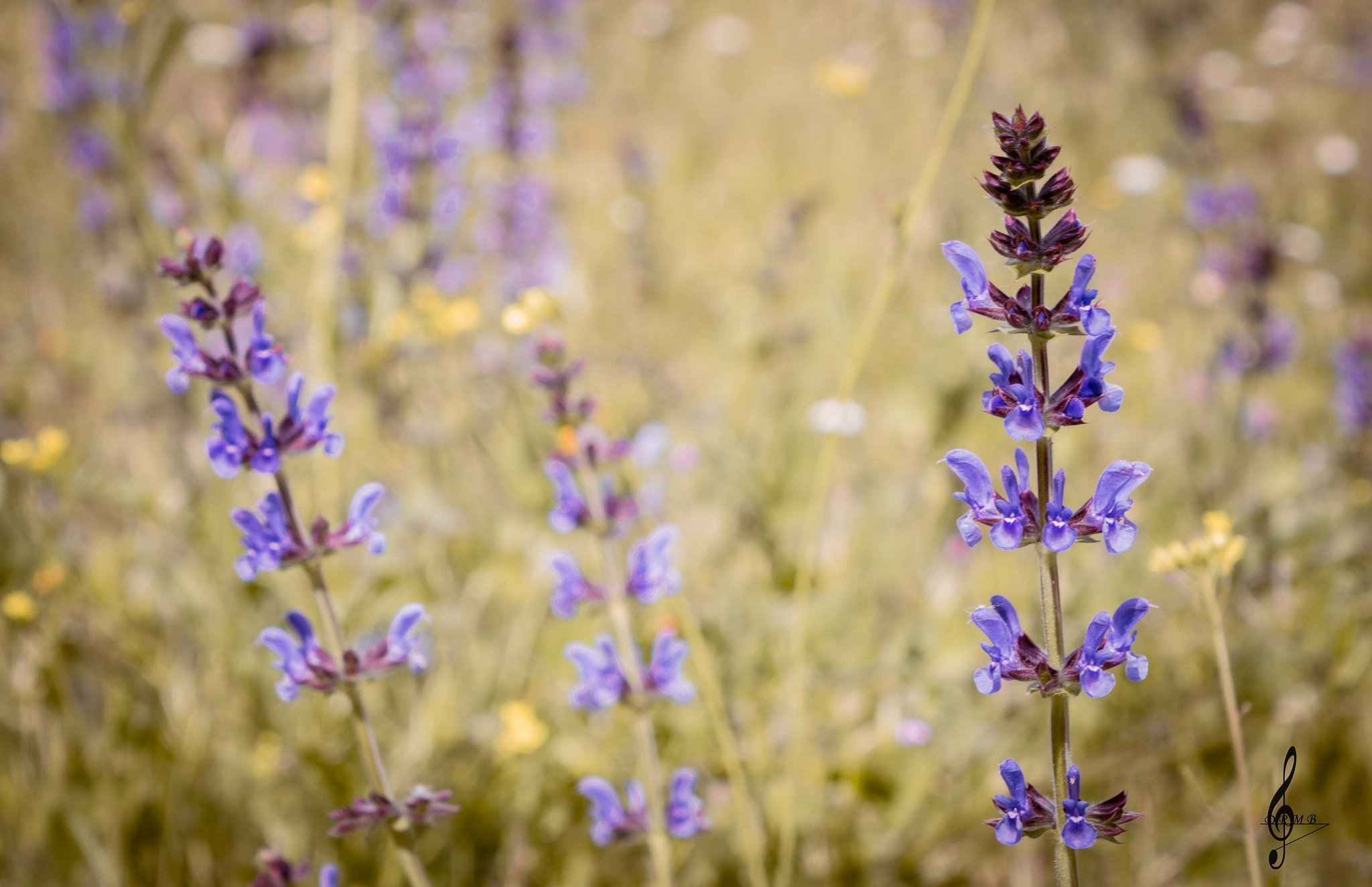 Sony Cyber-shot DSC-RX10 II sample photo. Lavanda photography