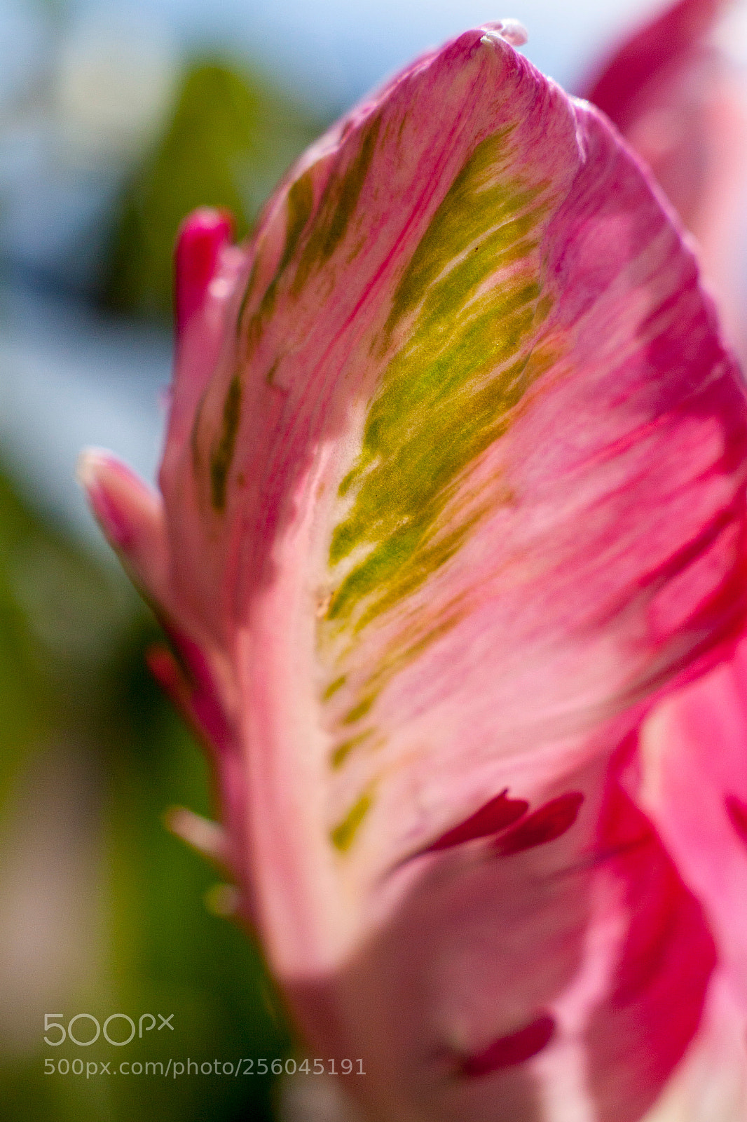 Canon EOS 50D sample photo. Untitled photography