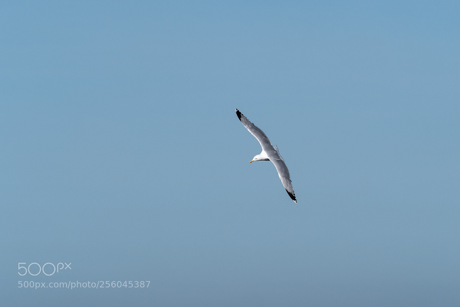 Olympus OM-D E-M1 Mark II sample photo. Flying photography