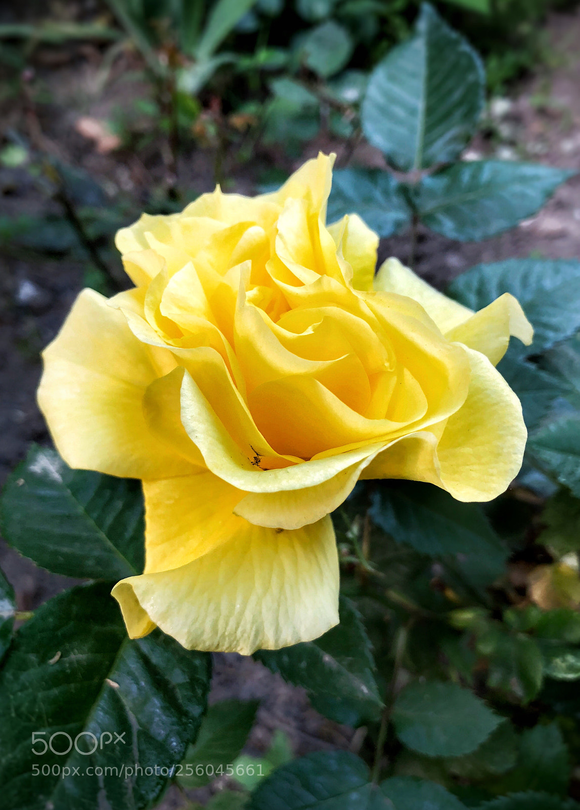 Apple iPhone 8 sample photo. Blooming yellow rose  photography