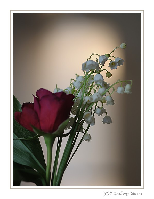 Nikon AF-S Micro-Nikkor 105mm F2.8G IF-ED VR sample photo. Muguet photography