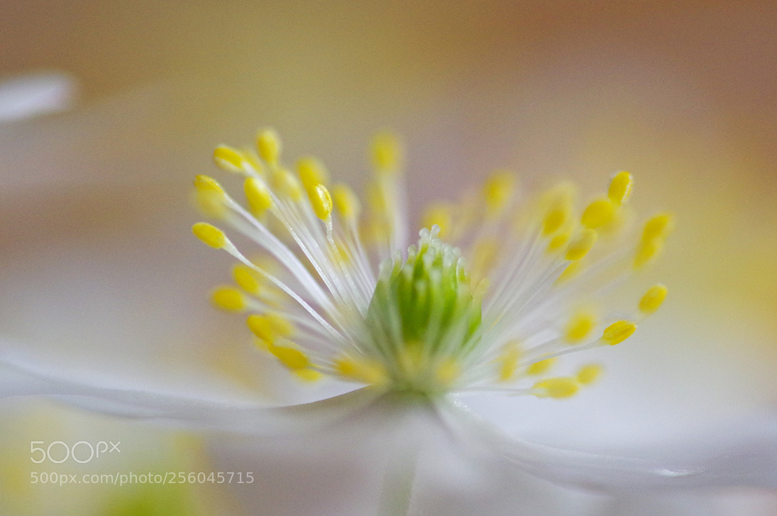 Pentax K-3 sample photo. Anemone close-up photography