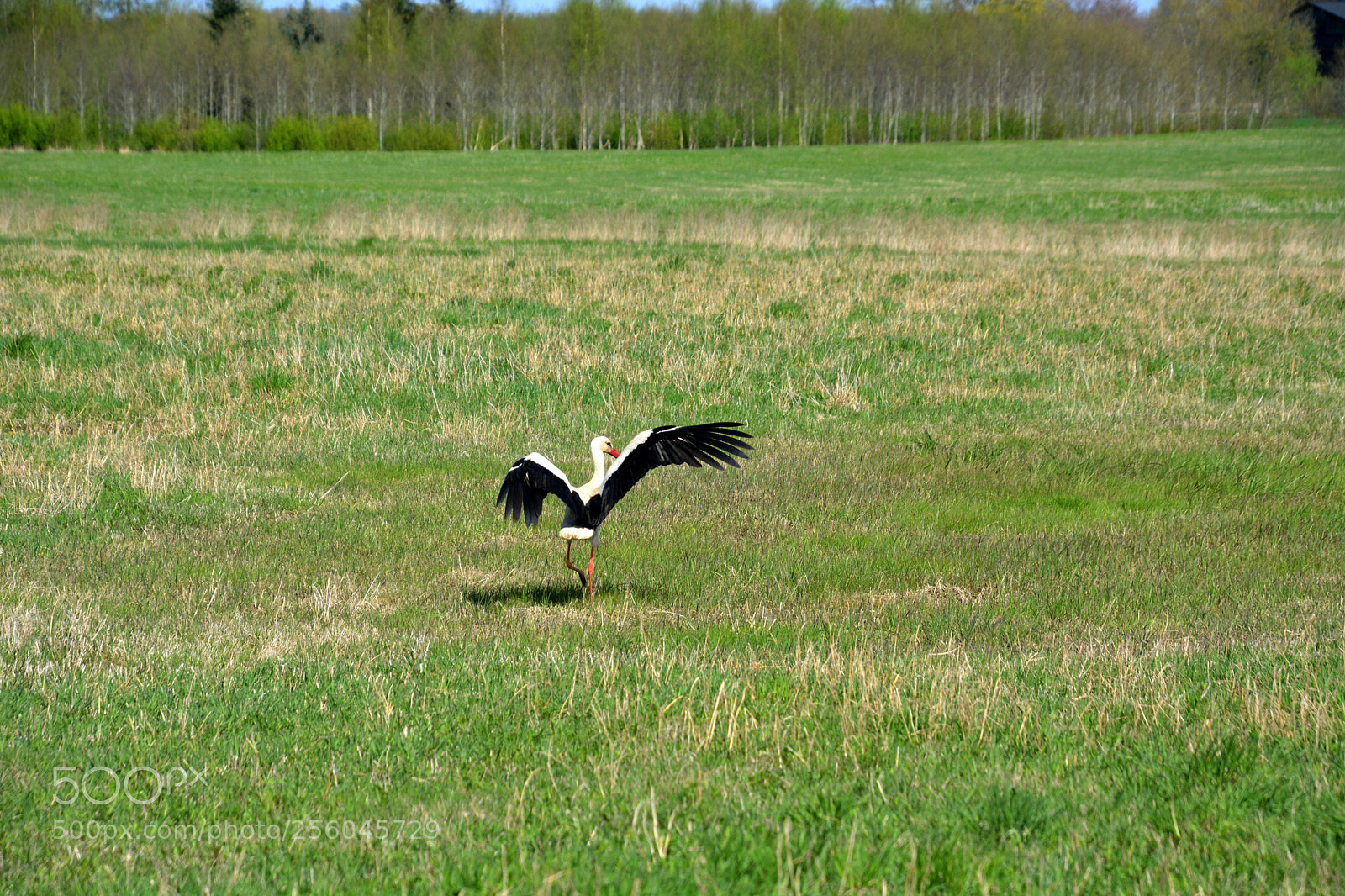 Nikon D5200 sample photo. Ballet for the spring. photography
