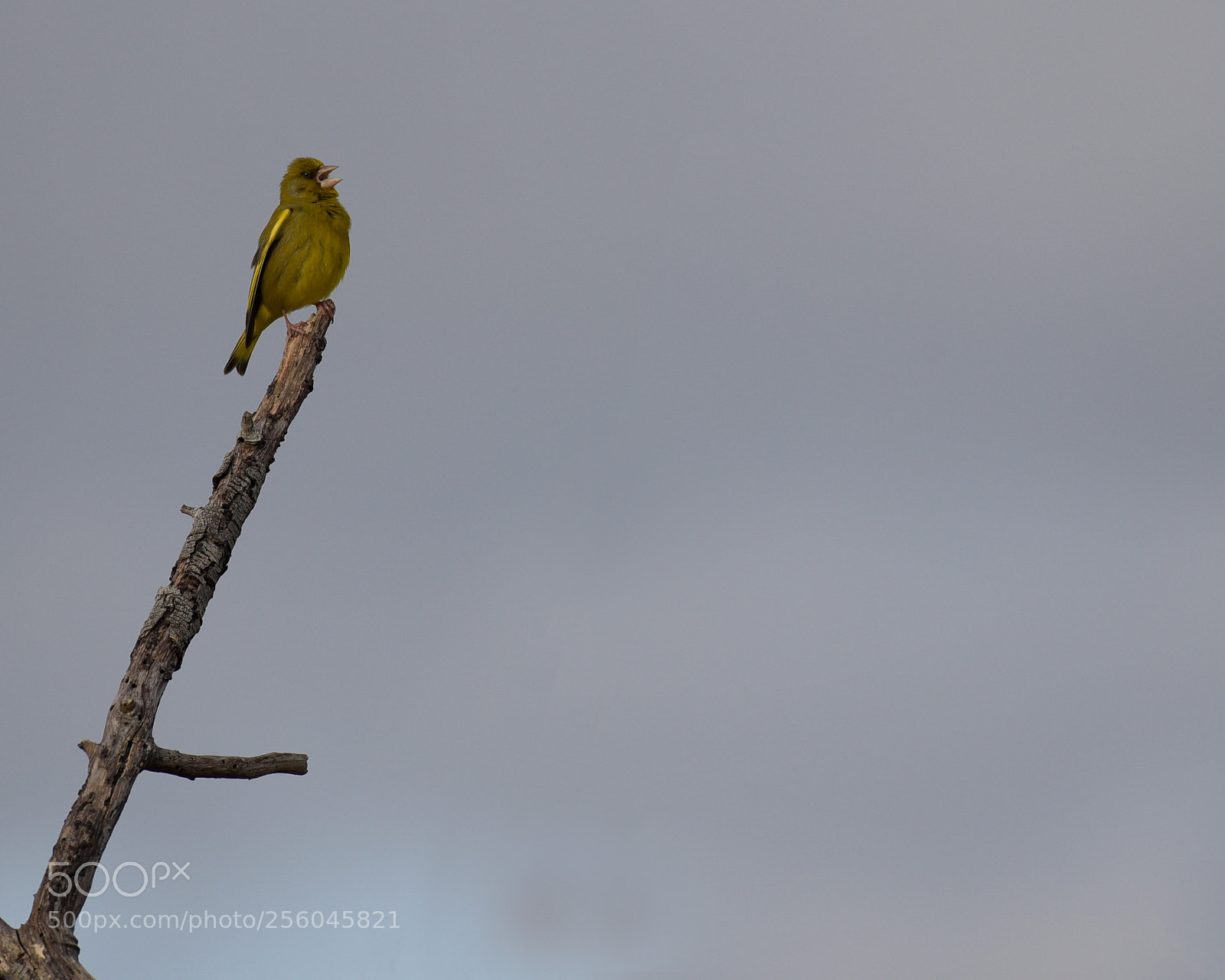 Nikon D750 sample photo. Greenfinch photography