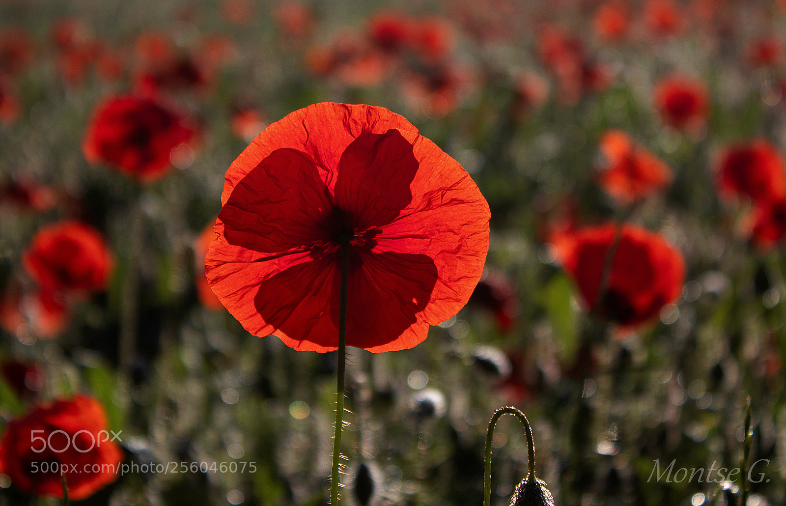 Canon EOS 77D (EOS 9000D / EOS 770D) sample photo. Poppy photography