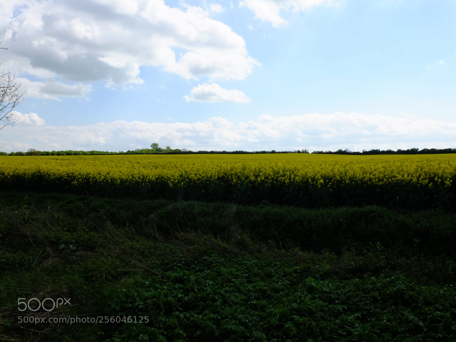 Fujifilm X10 sample photo. Waresley gransden woods, cambs photography