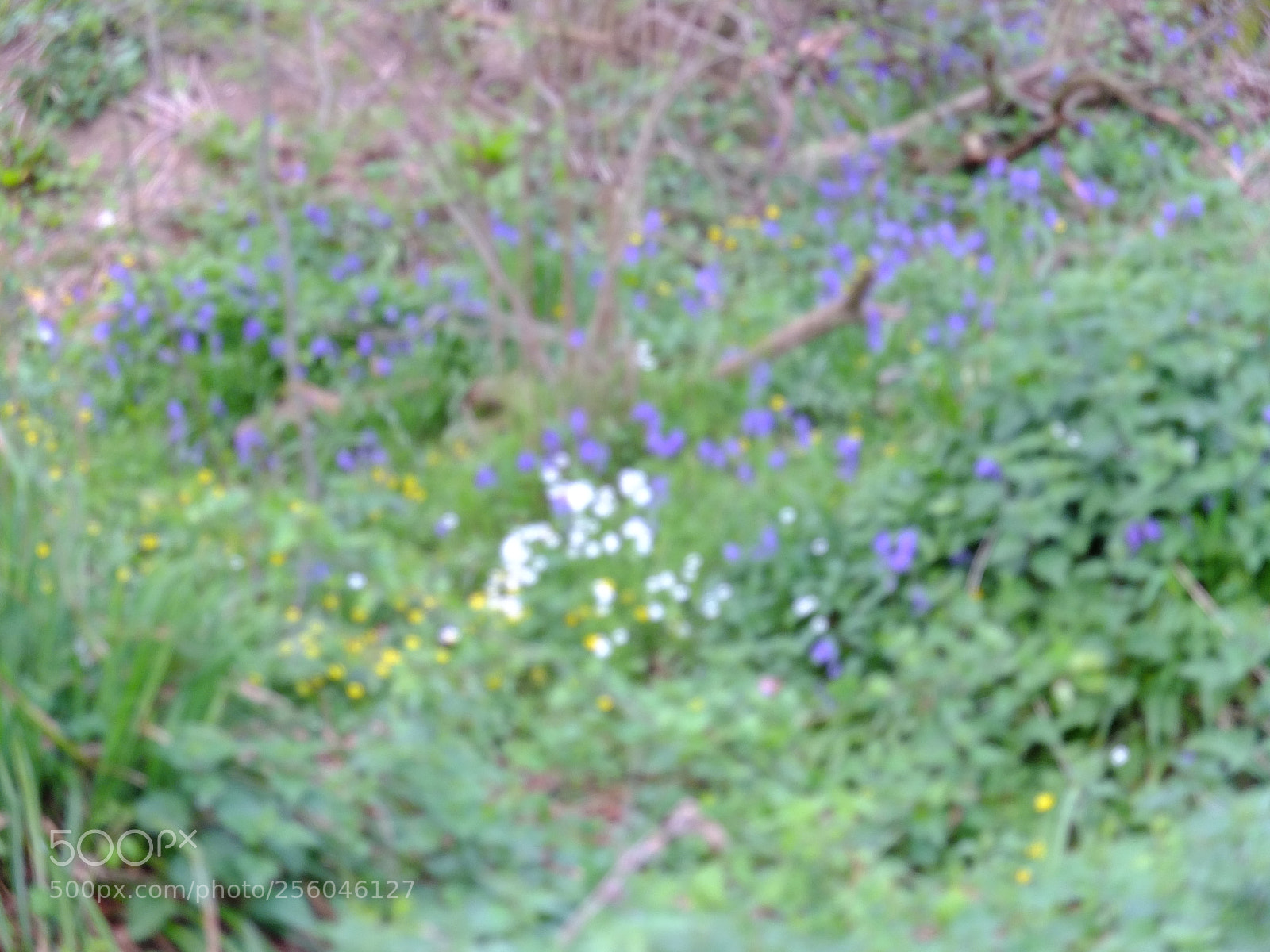 Fujifilm X10 sample photo. Waresley gransden woods, cambs photography
