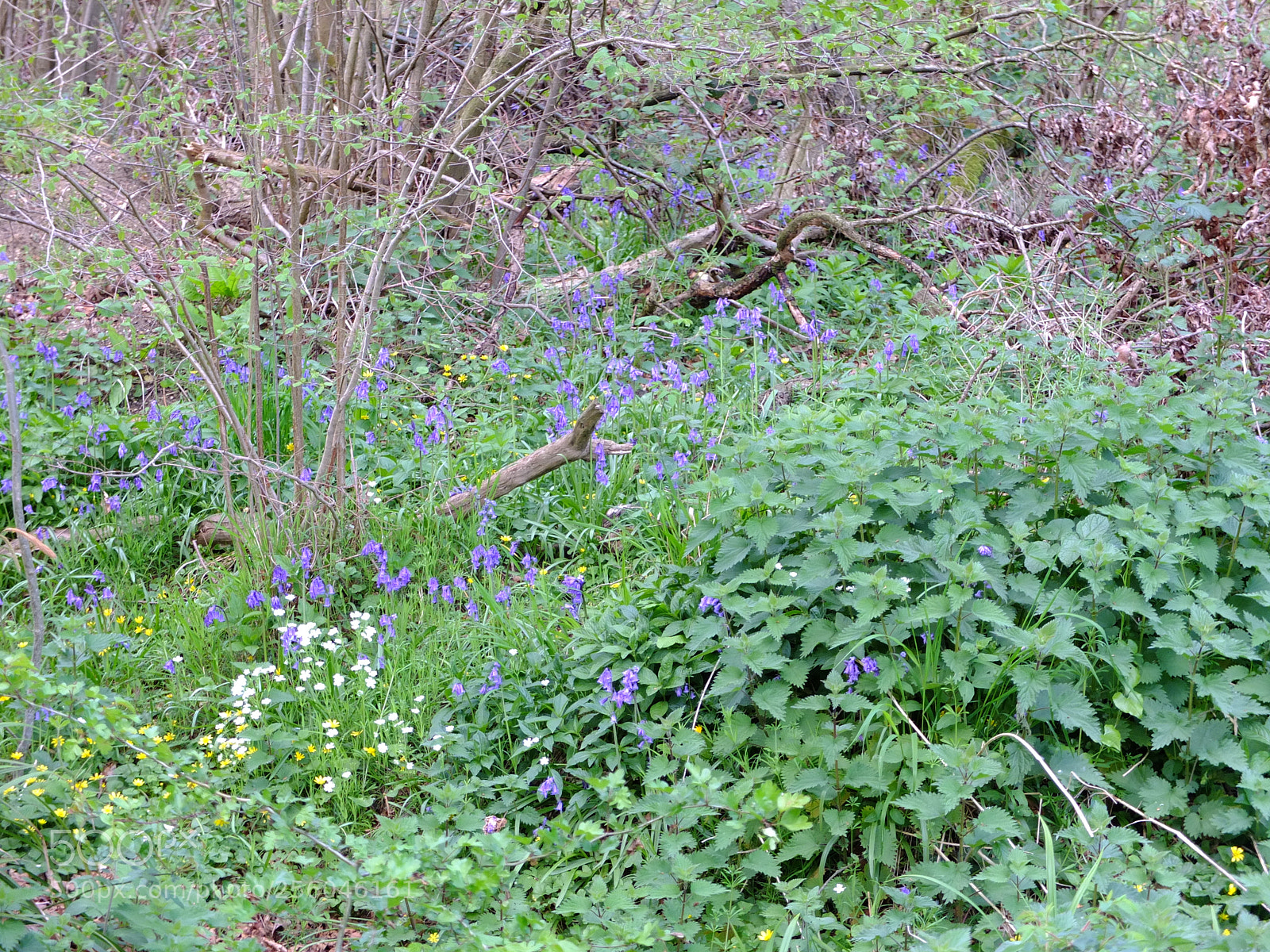 Fujifilm X10 sample photo. Waresley gransden woods, cambs photography