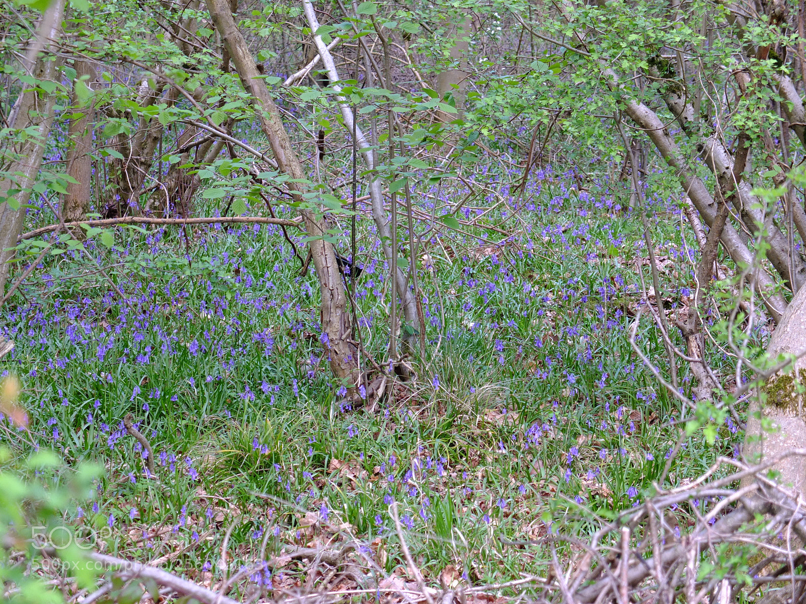 Fujifilm X10 sample photo. Waresley gransden woods, cambs photography