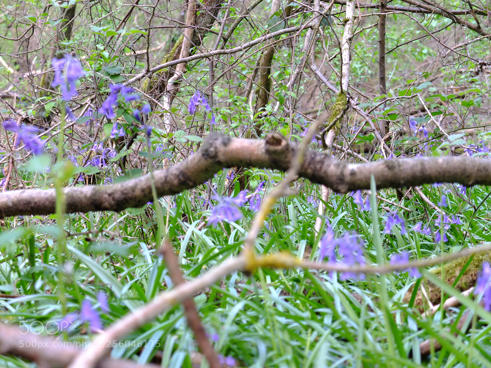 Fujifilm X10 sample photo. Waresley gransden woods, cambs photography