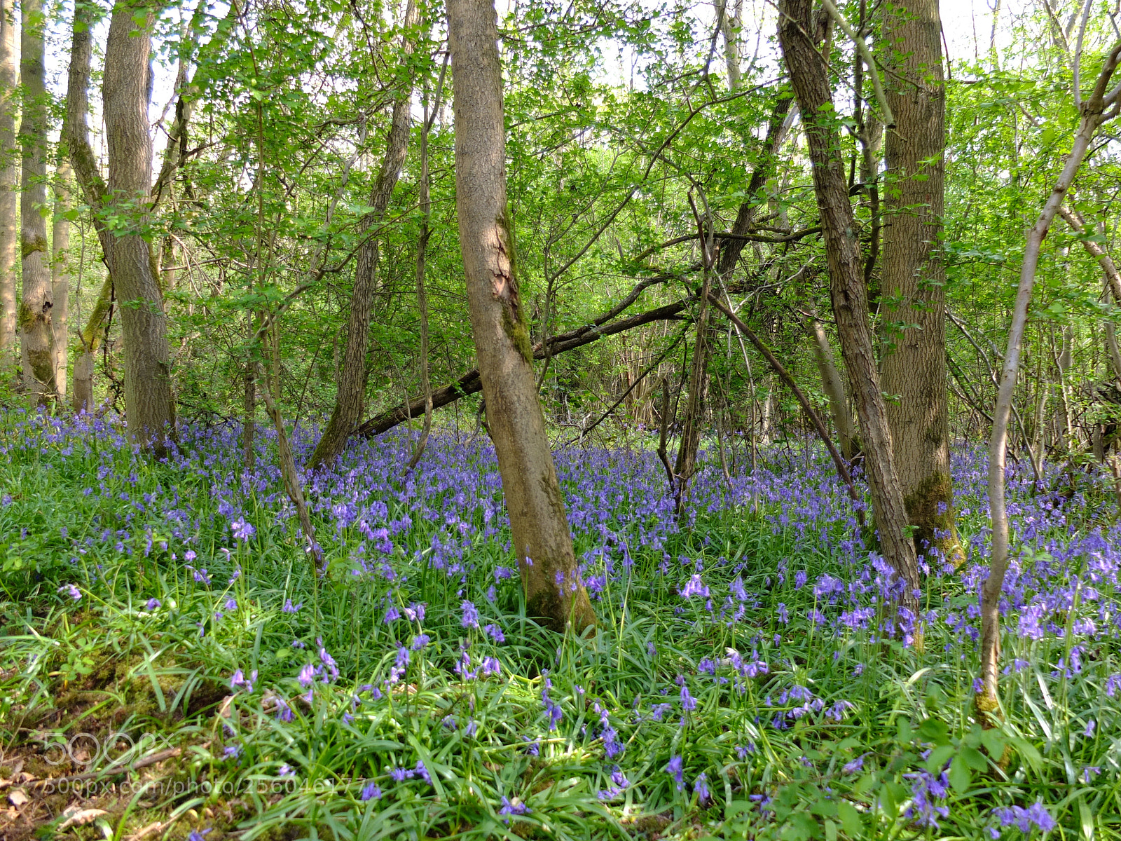 Fujifilm X10 sample photo. Waresley gransden woods, cambs photography