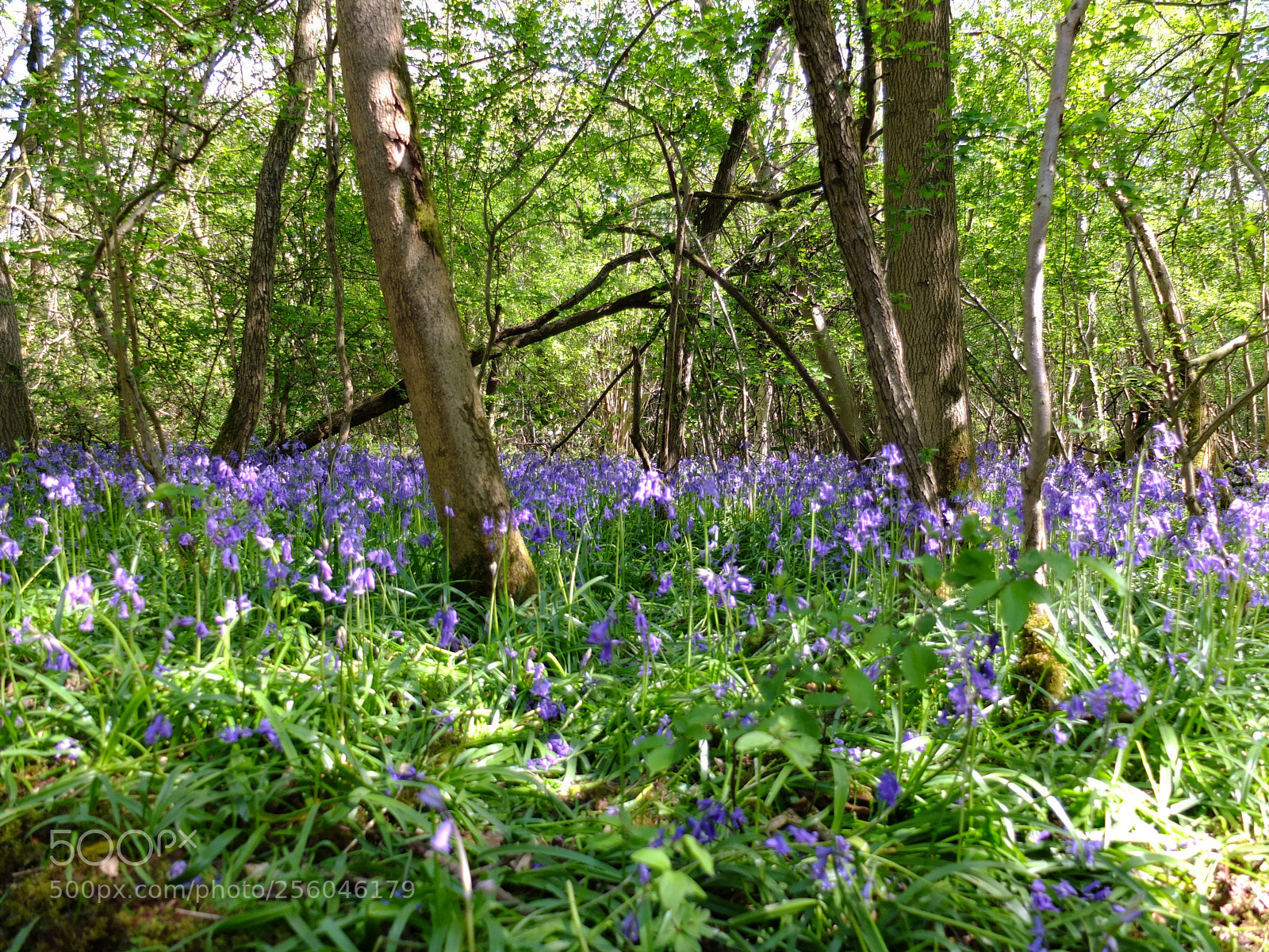 Fujifilm X10 sample photo. Waresley gransden woods, cambs photography