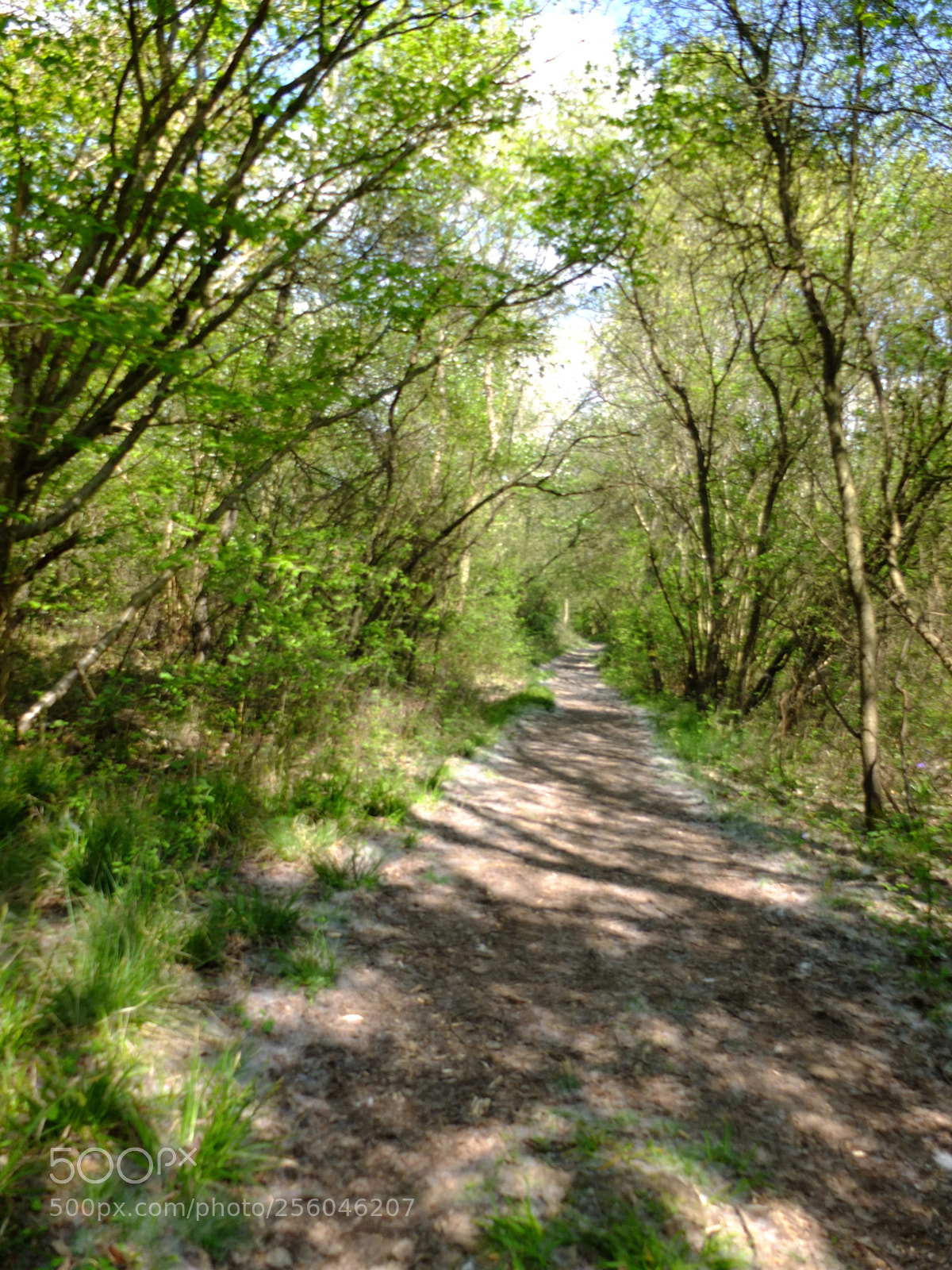 Fujifilm X10 sample photo. Waresley gransden woods, cambs photography