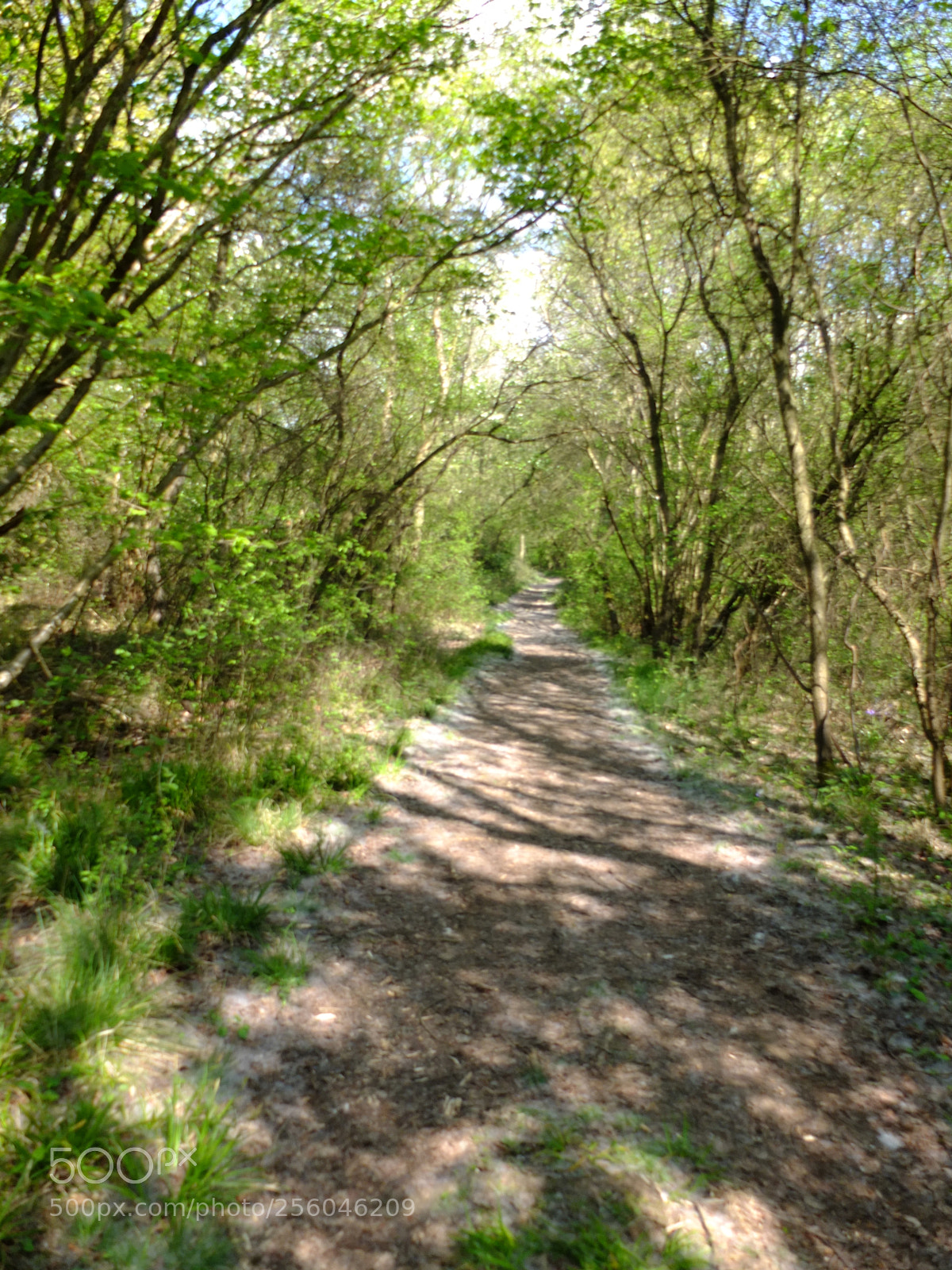 Fujifilm X10 sample photo. Waresley gransden woods, cambs photography