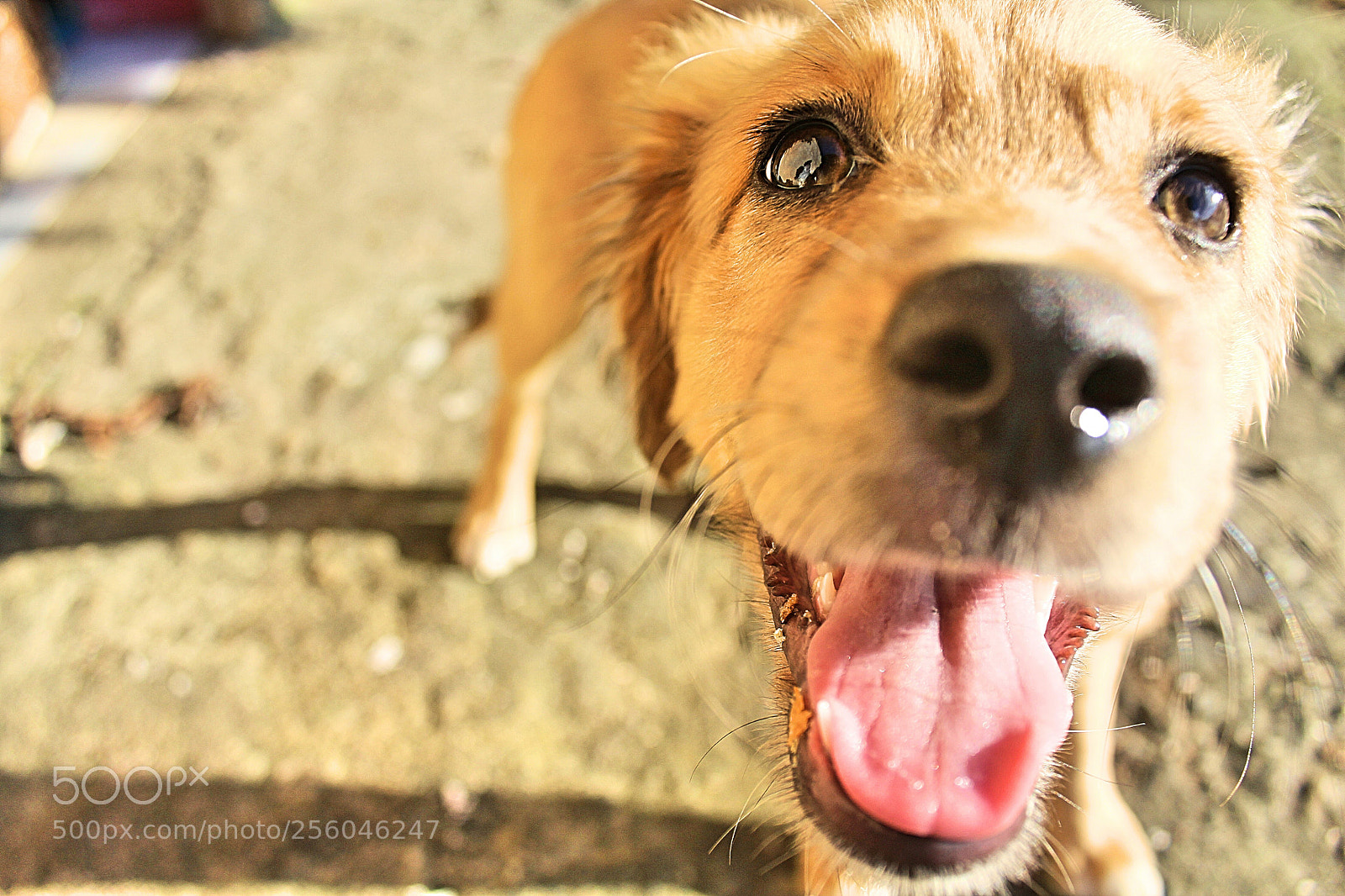 Canon EOS 1200D (EOS Rebel T5 / EOS Kiss X70 / EOS Hi) sample photo. Cachorro / dog / pet photography
