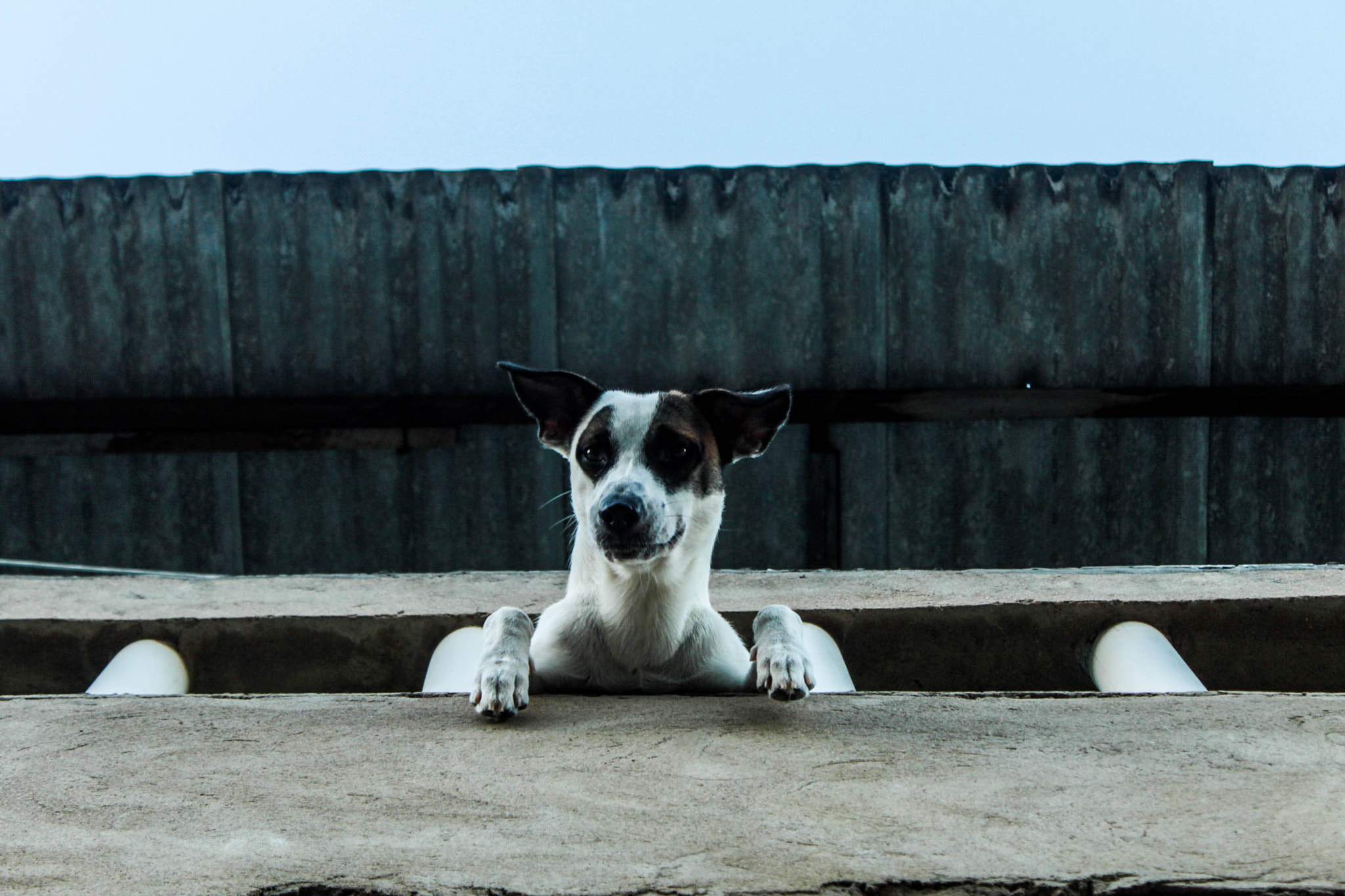 Canon EOS 500D (EOS Rebel T1i / EOS Kiss X3) sample photo. Dog photography