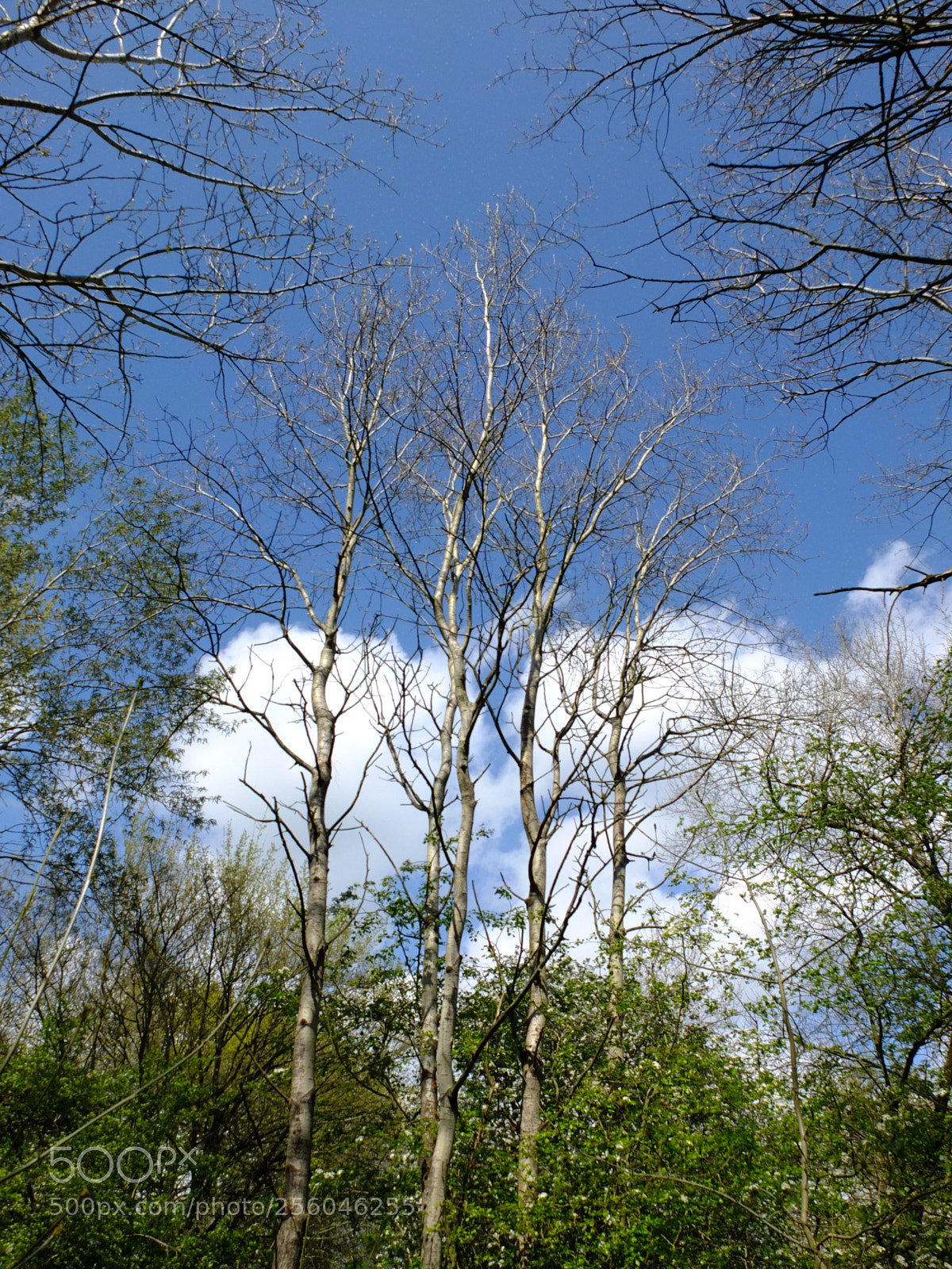 Fujifilm X10 sample photo. Waresley gransden woods, cambs photography