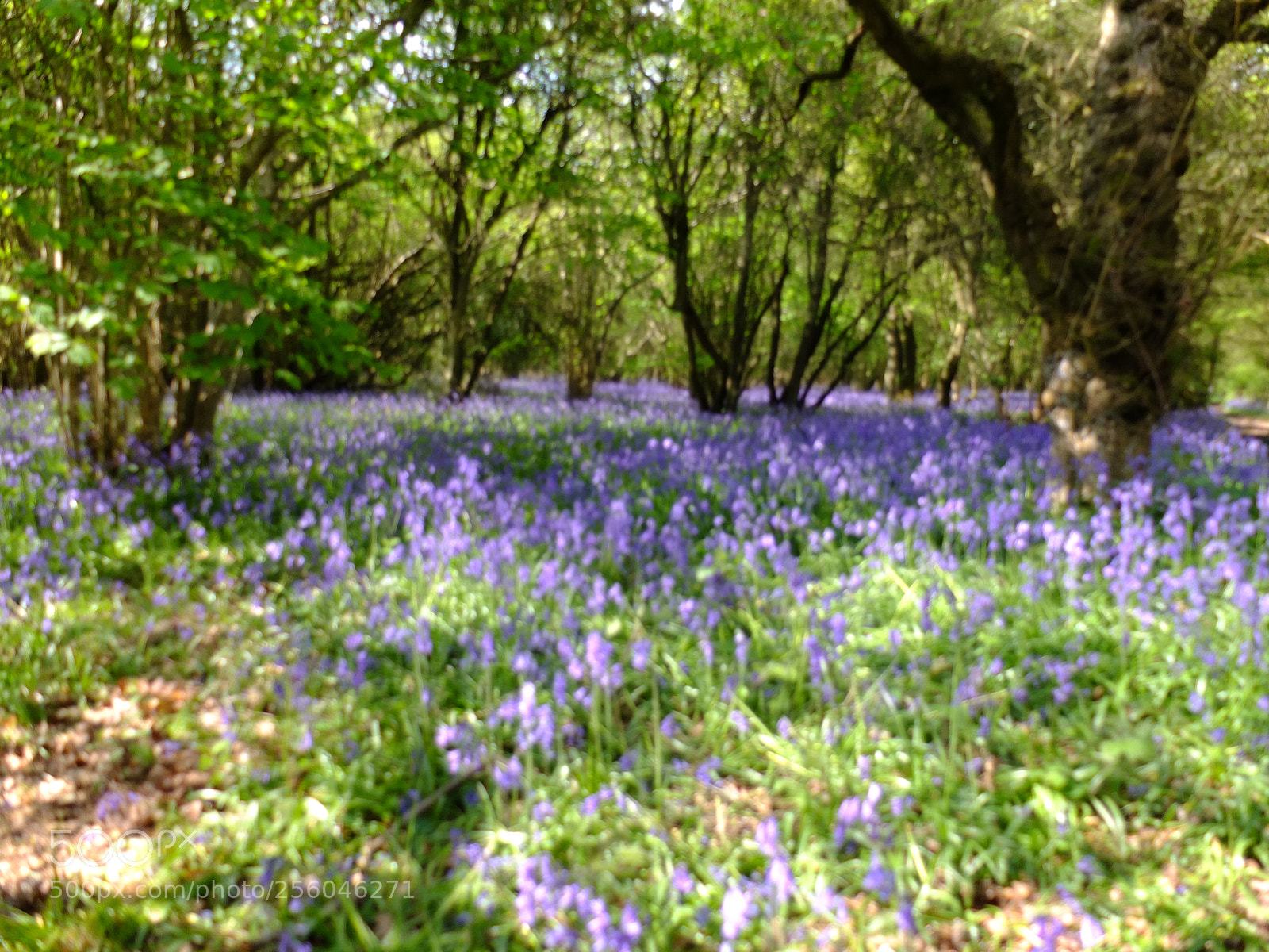 Fujifilm X10 sample photo. Waresley gransden woods, cambs photography
