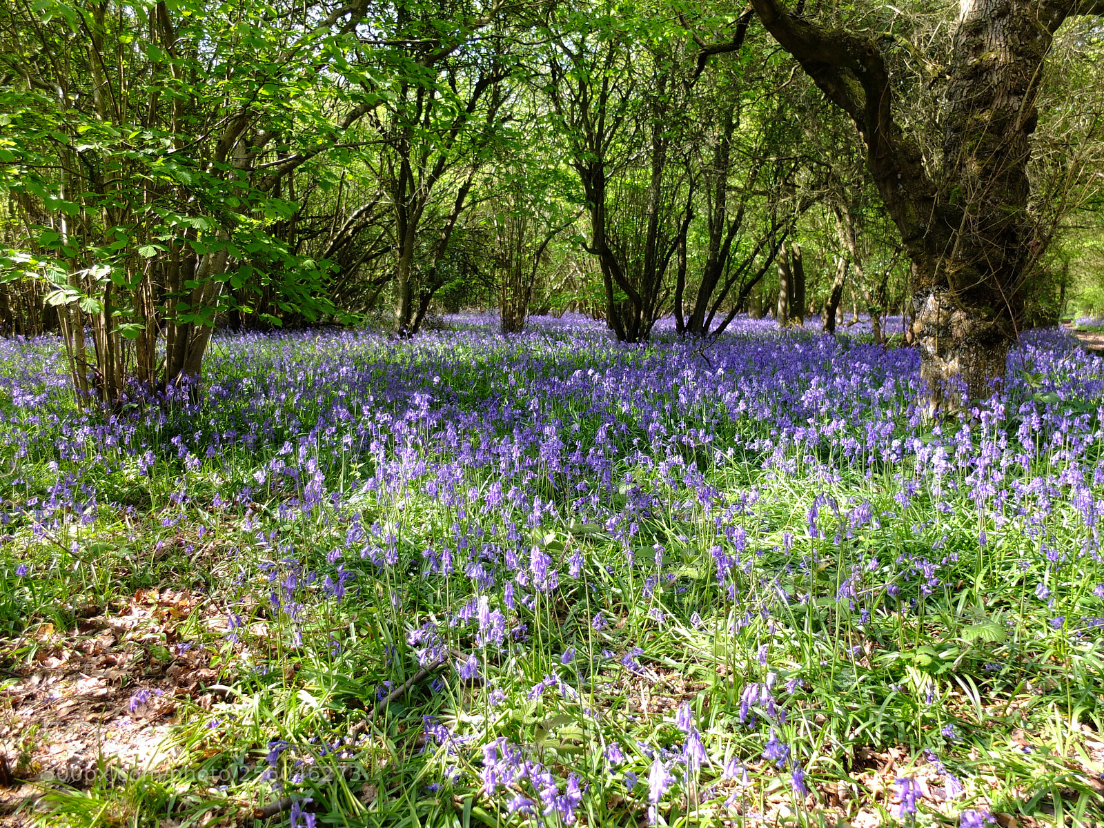 Fujifilm X10 sample photo. Waresley gransden woods, cambs photography