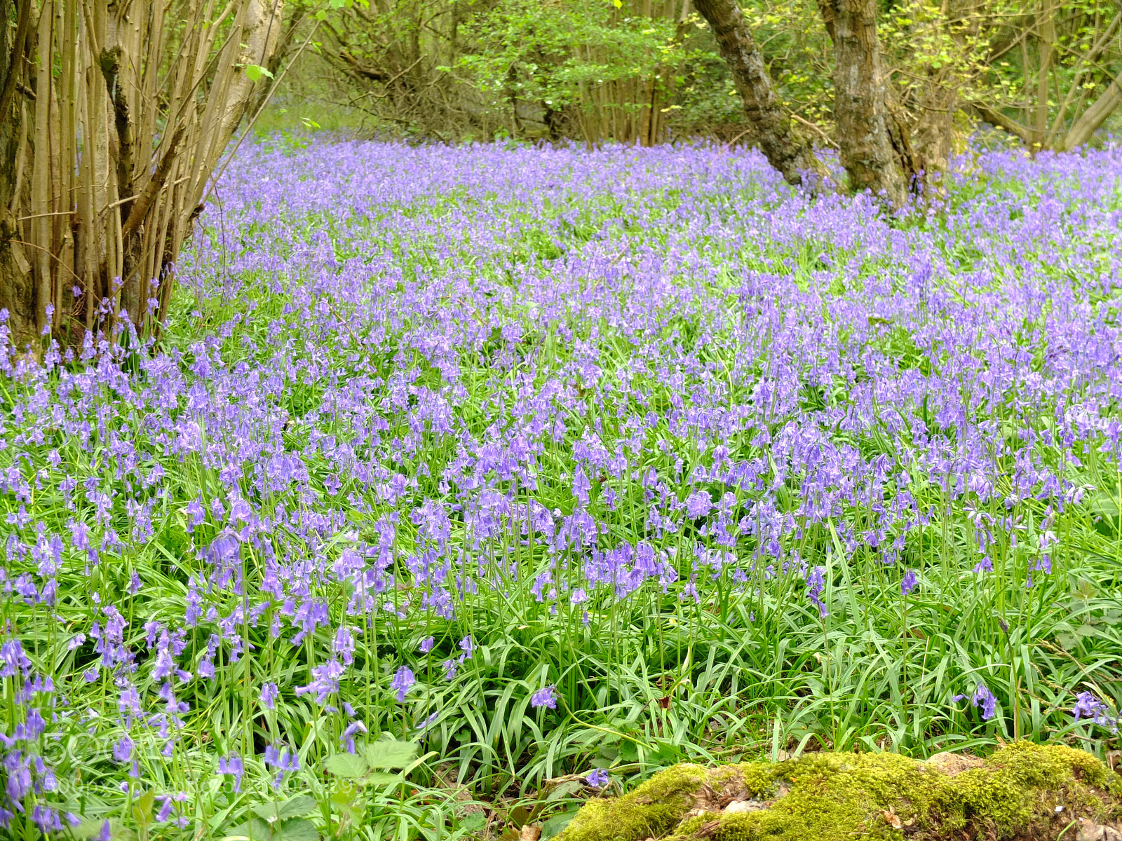 Fujifilm X10 sample photo. Waresley gransden woods, cambs photography