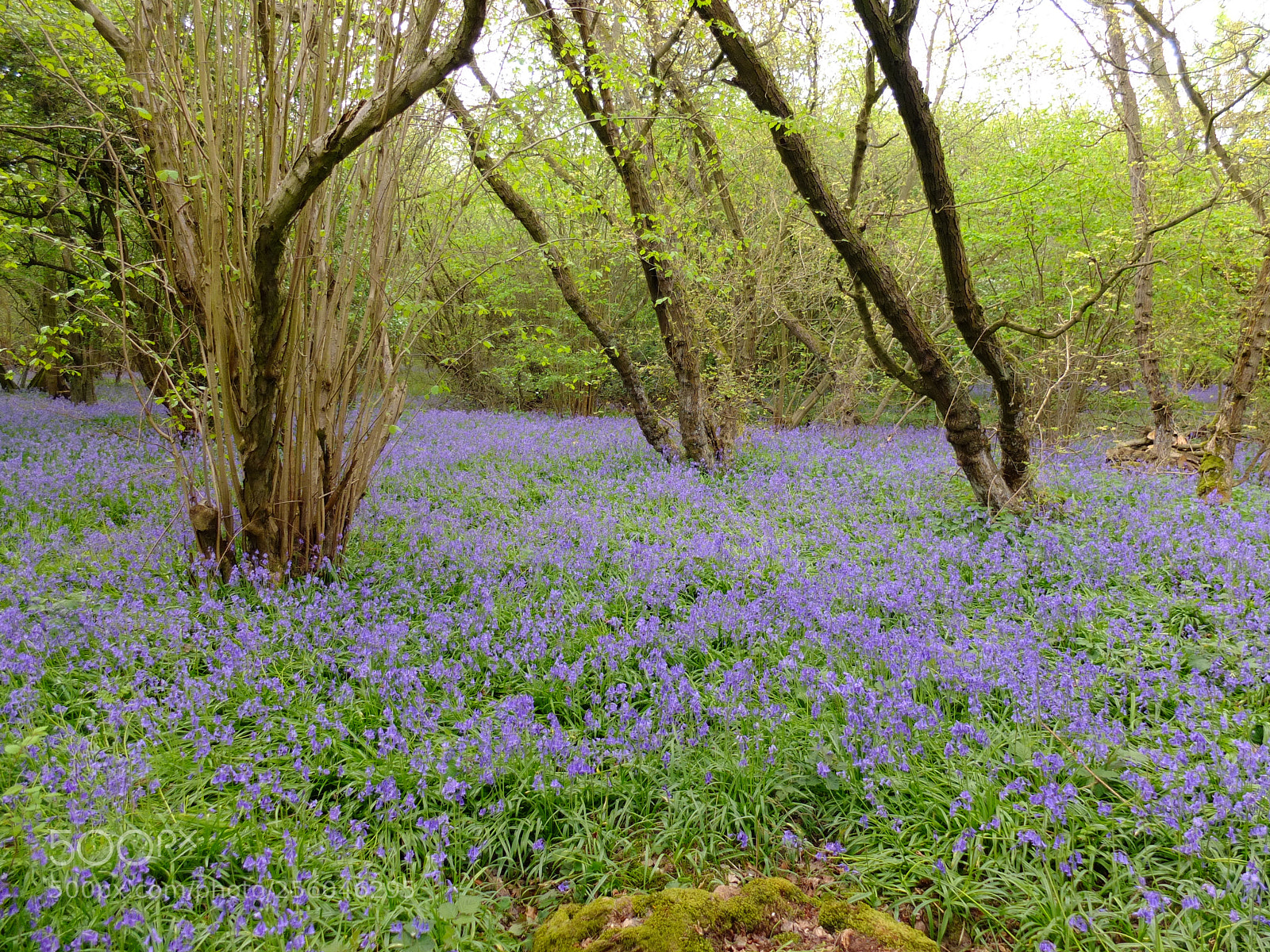 Fujifilm X10 sample photo. Waresley gransden woods, cambs photography