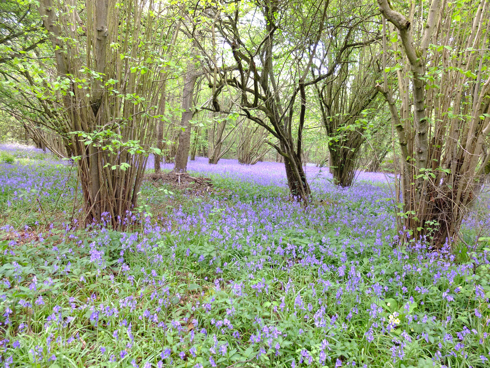 Fujifilm X10 sample photo. Waresley gransden woods, cambs photography