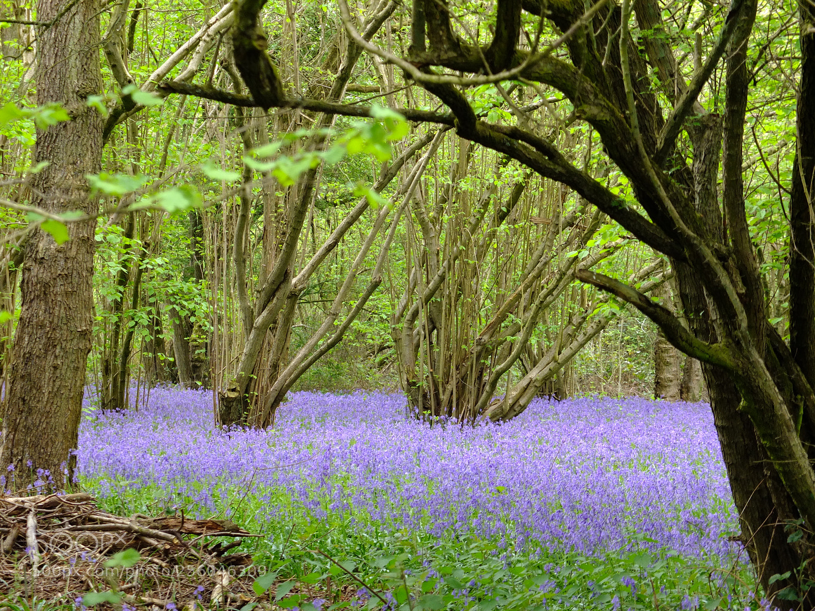 Fujifilm X10 sample photo. Waresley gransden woods, cambs photography