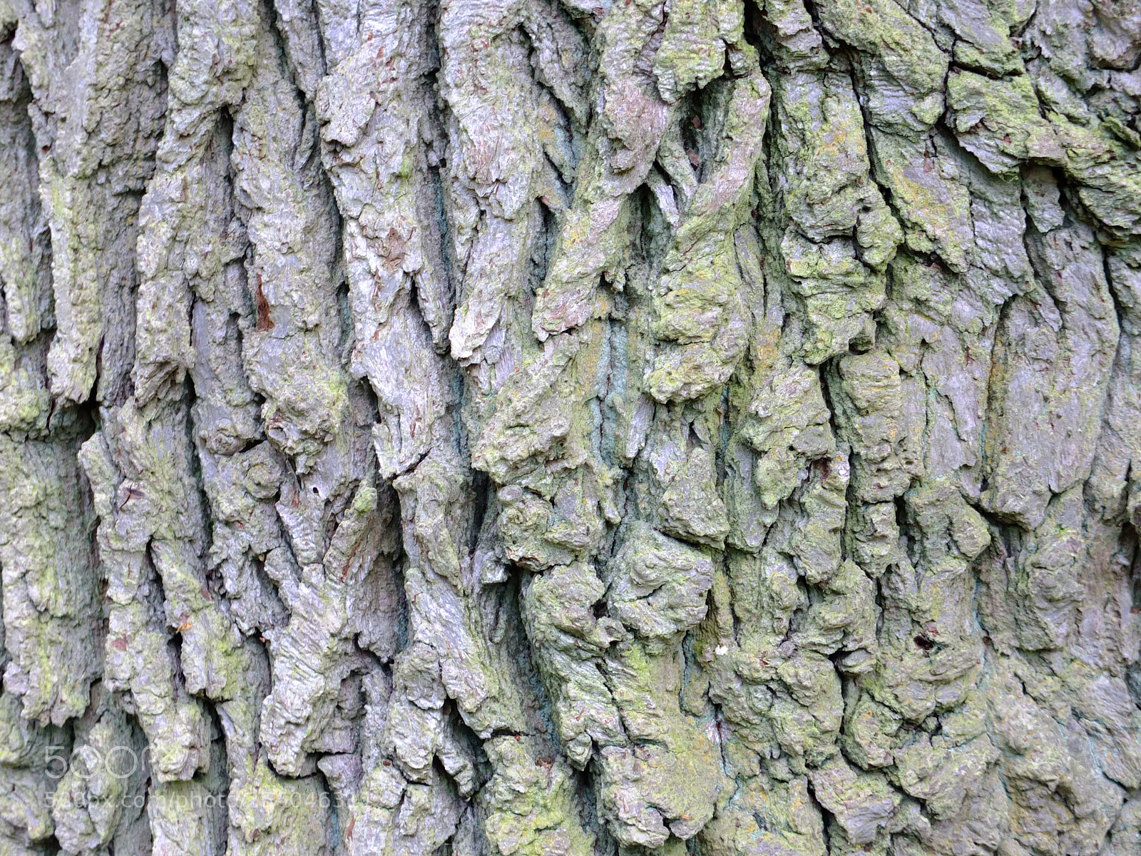 Fujifilm X10 sample photo. Waresley gransden woods, cambs photography